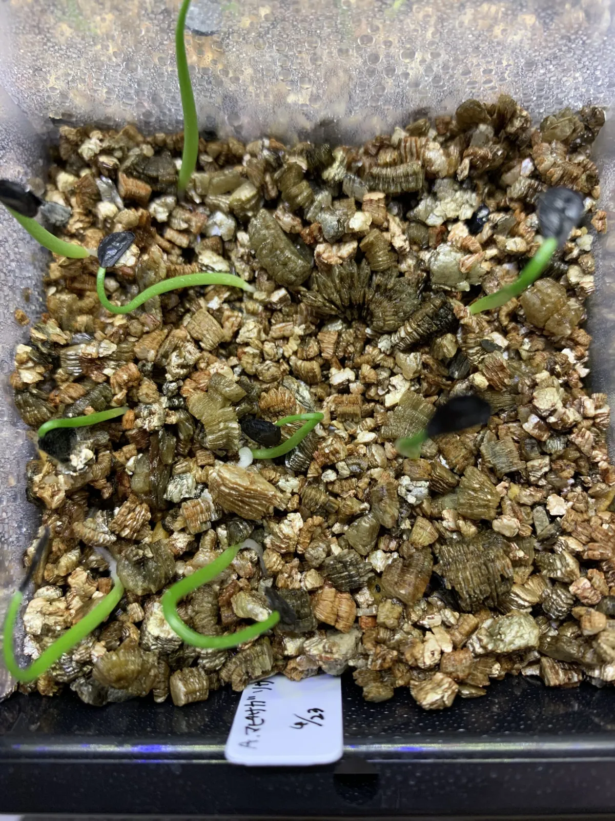 Agave mapisaga var. lisa (アガベ マピサガ リサ)