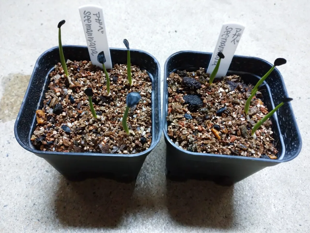 Agave seemanniana (アガベ シーマニアナ)