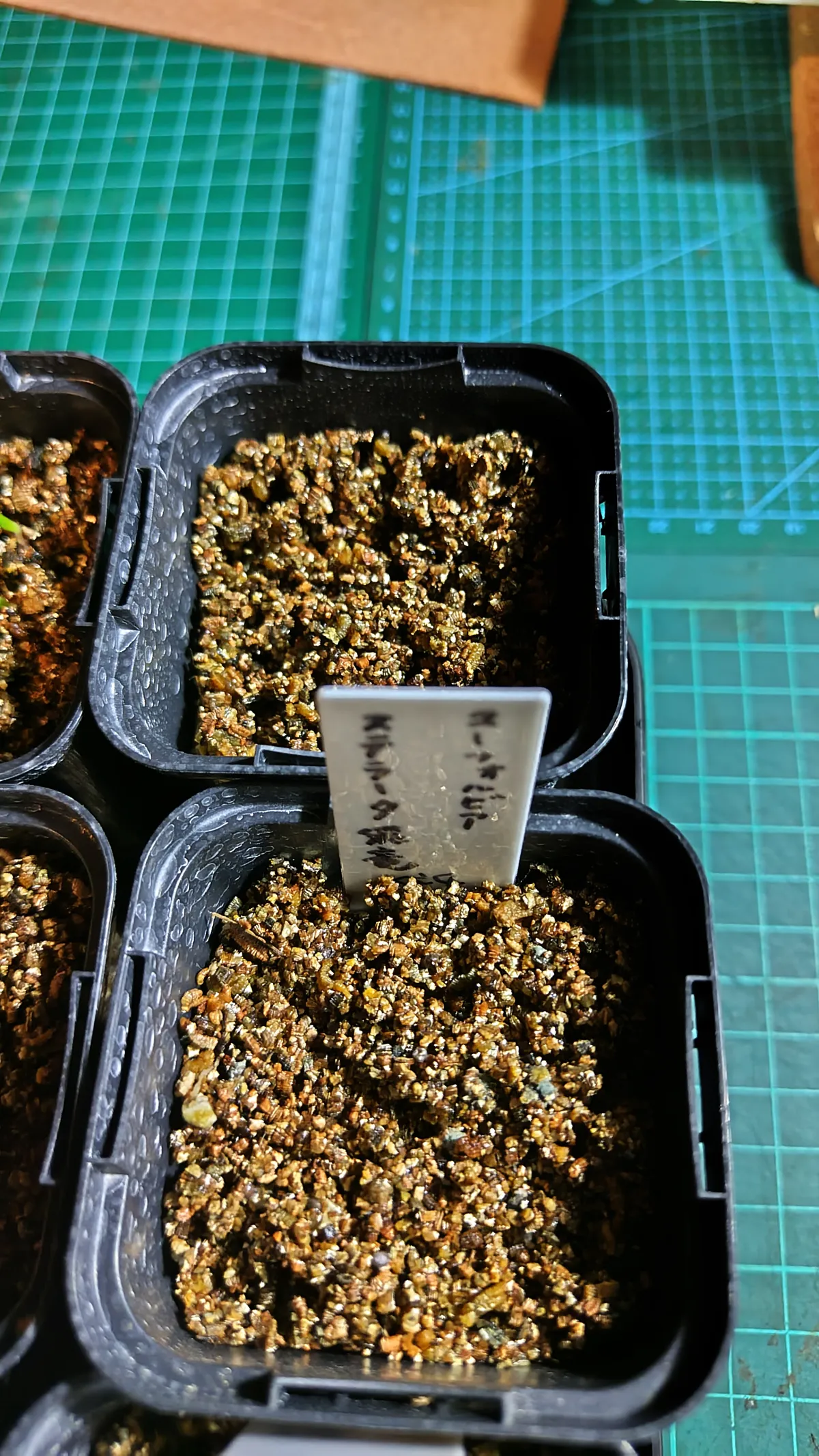 Euphorbia stellata (ユーフォルビア ステラータ 飛竜)