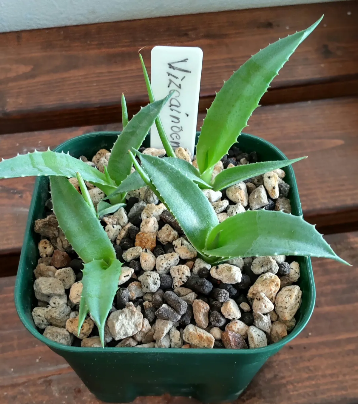 Agave vizcainoensis (アガベ ビスカイノエンシス)