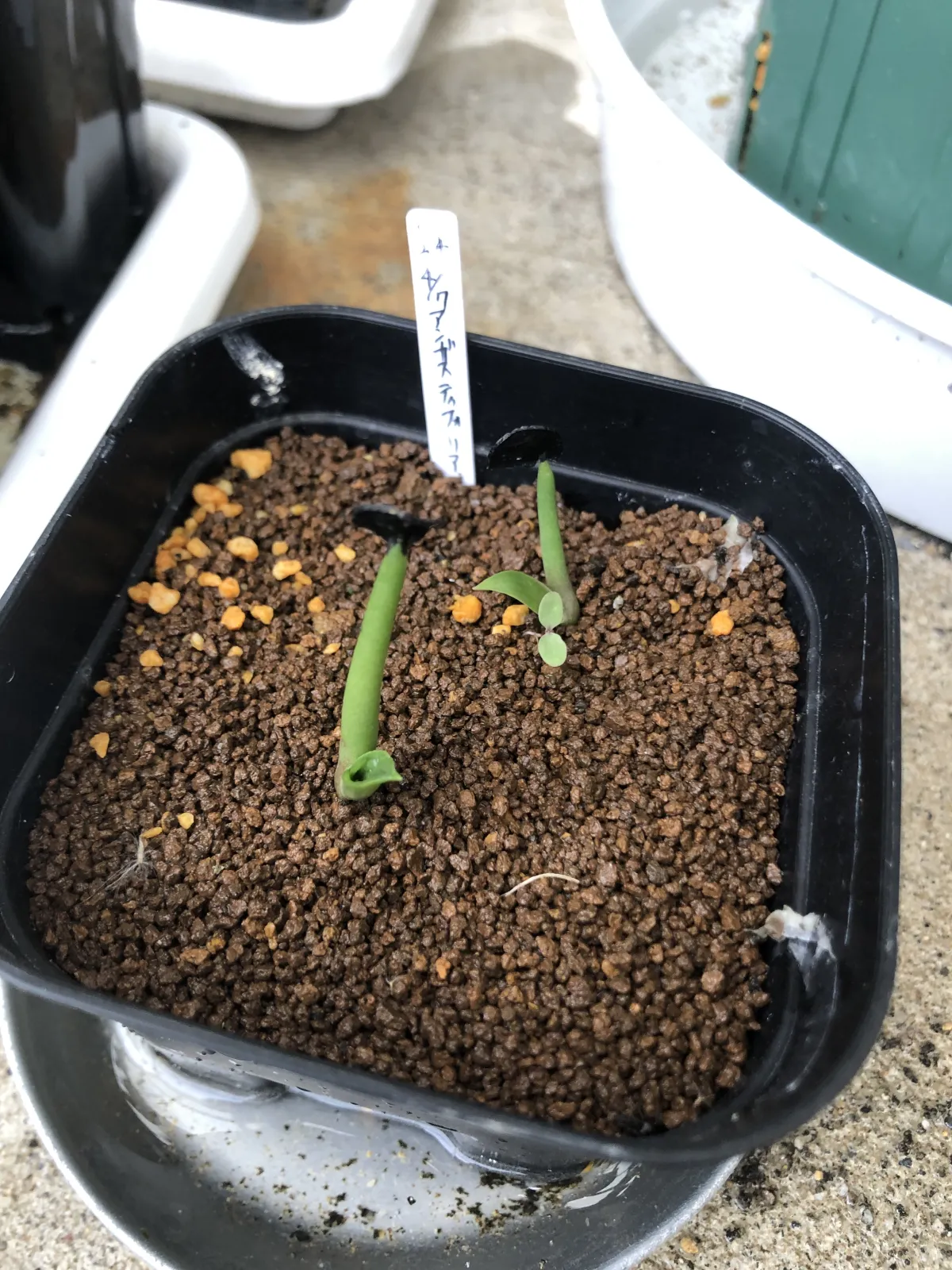 Agave angustifolia (アガベ アンガスティフォリア)