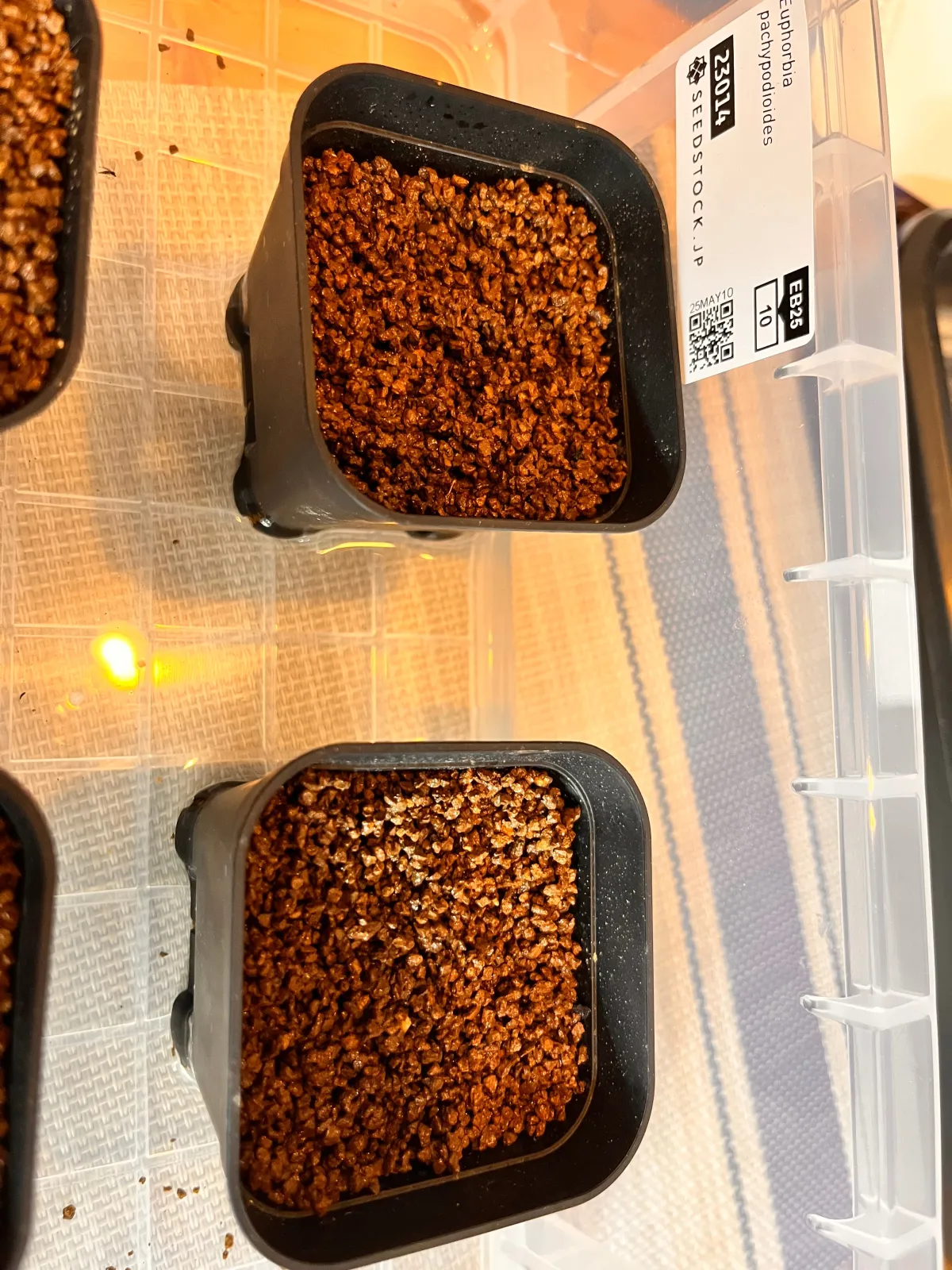 Euphorbia pachypodioides (ユーフォルビア パキポディオイデス)