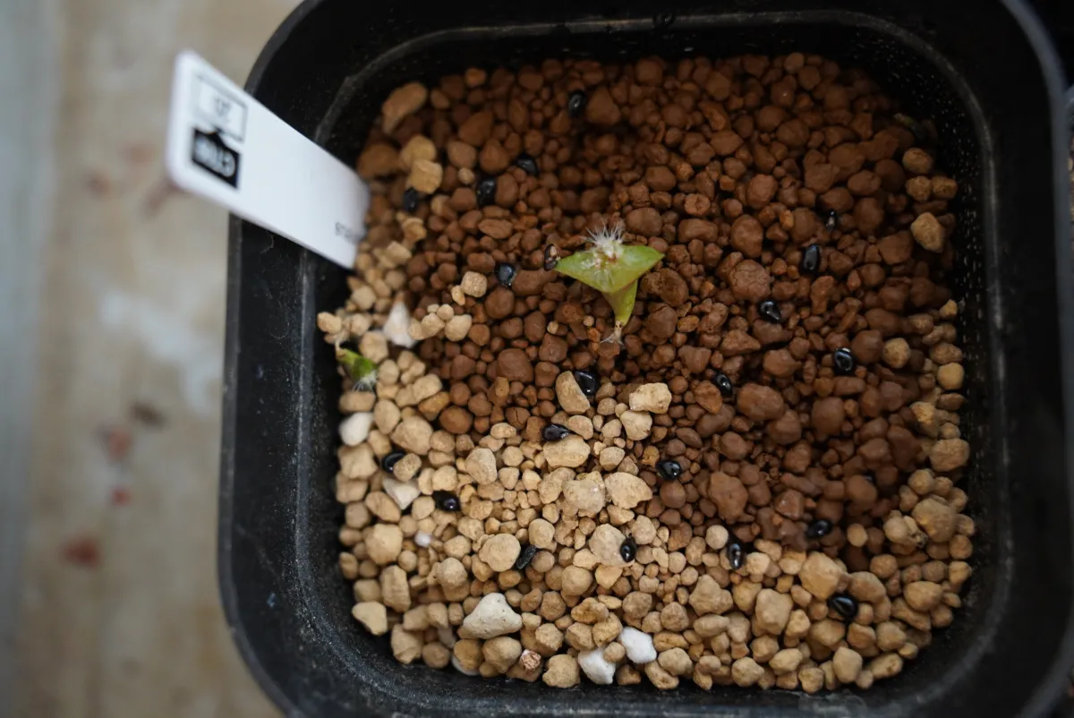 Pachycereus pringlei (パキセレウス プリングレイ)