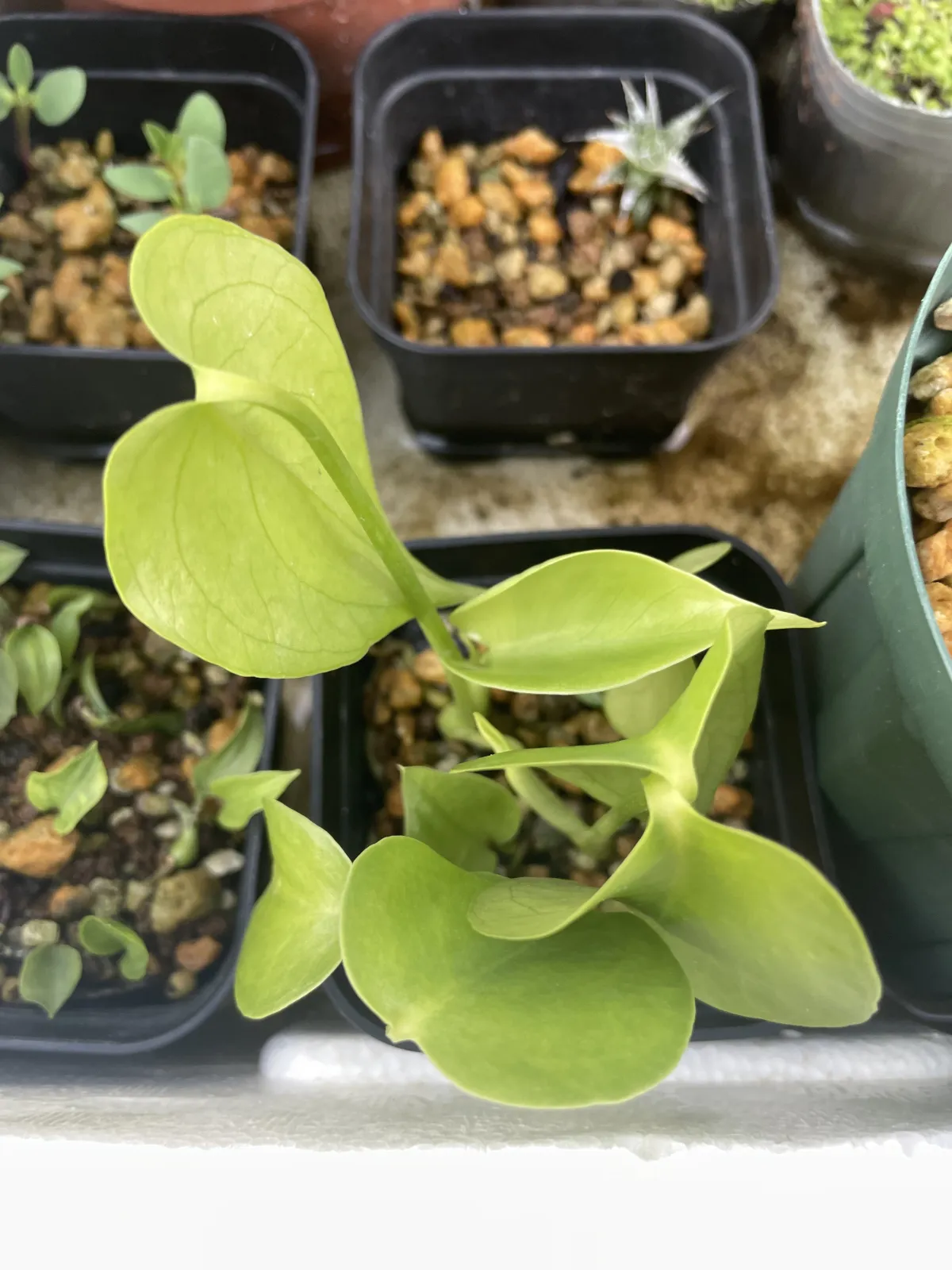 Monstera deliciosa Tauerii (モンステラ タウエリー)