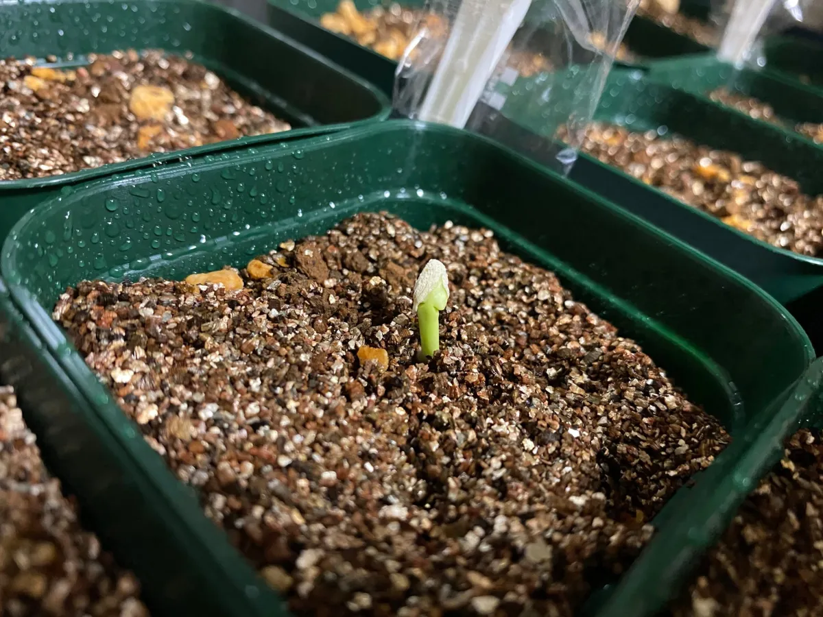 Pachypodium geayi (パキポディウム ゲアイー)