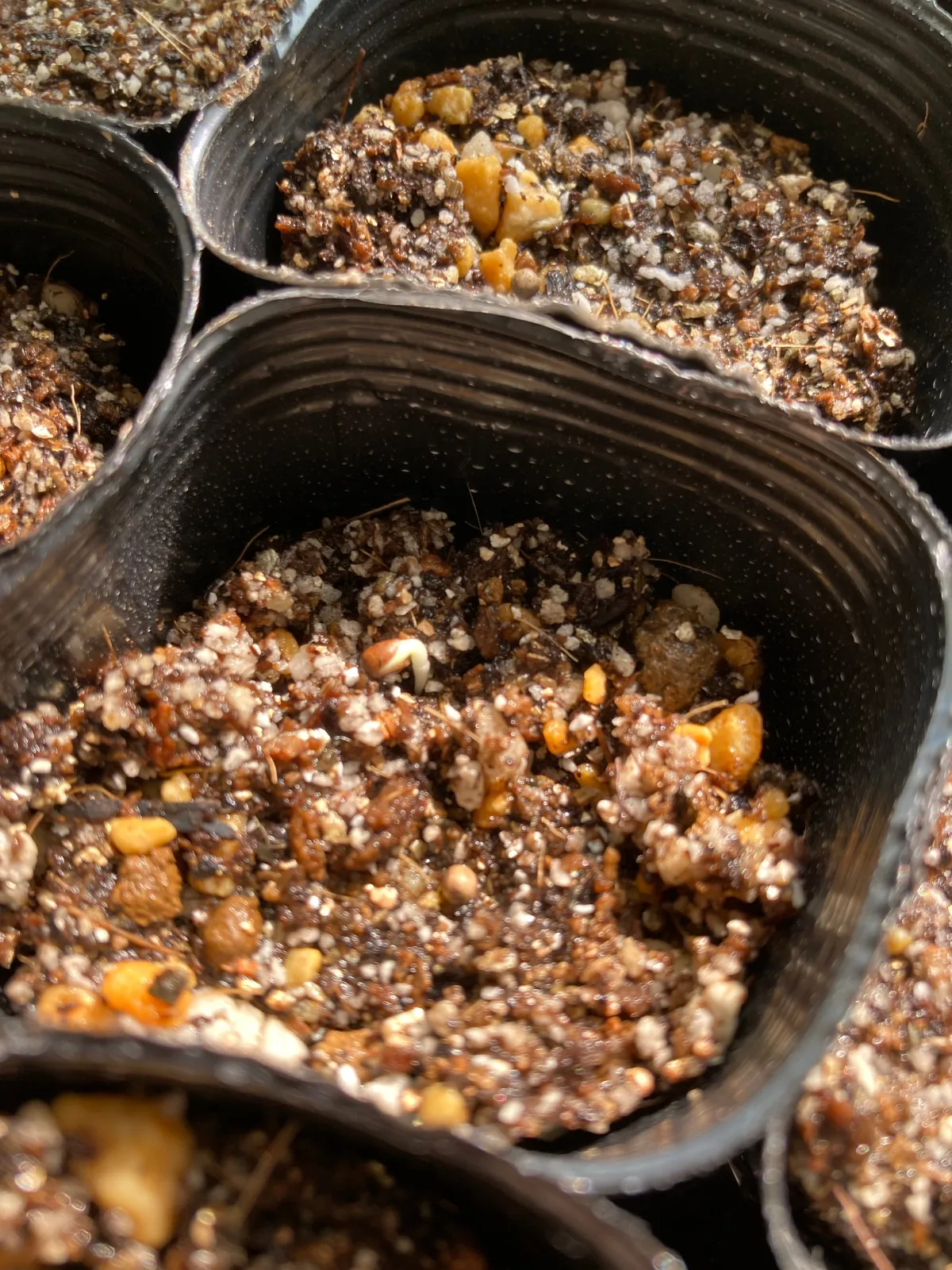 Euphorbia horrida var. norveldensis (ユーフォルビア ホリダ ノーベルデンシス)