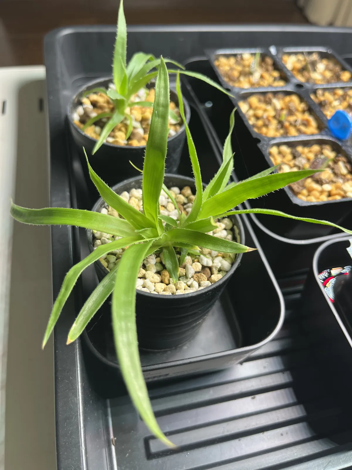 Puya floccosa (プヤ フロッコサ)