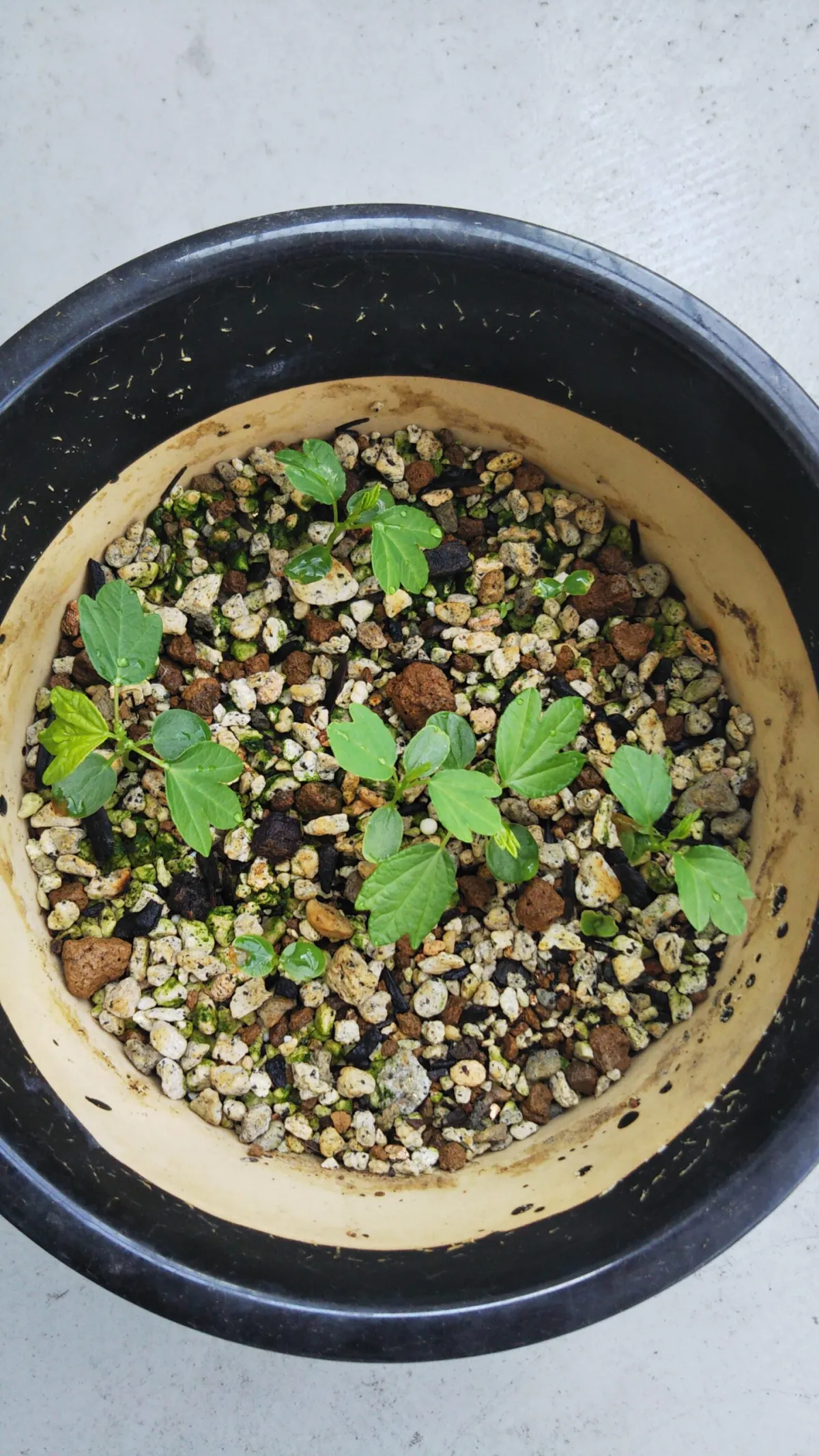 Passiflora mollissima (パッシフローラ モリッシマ)