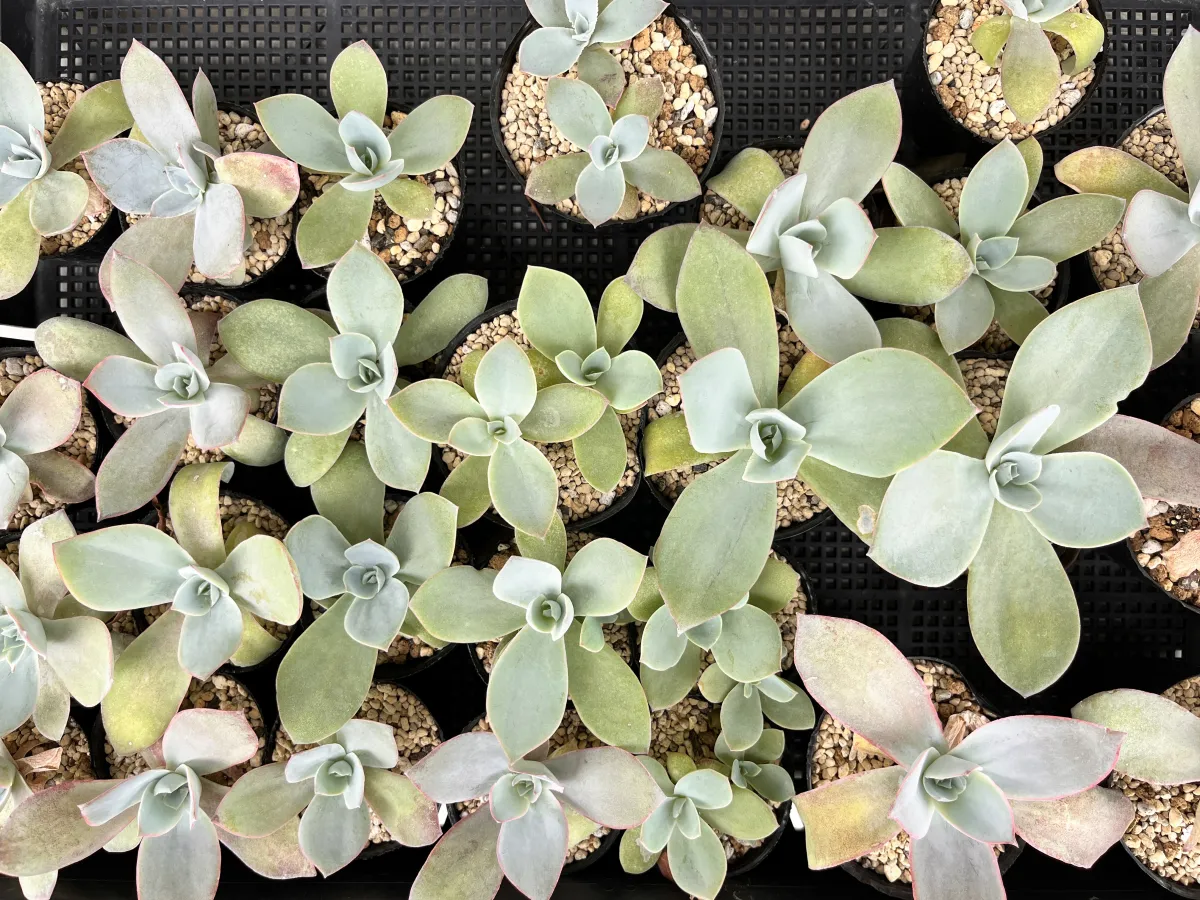 Echeveria cante White Cloud Echeveria (エケベリア カンテ)