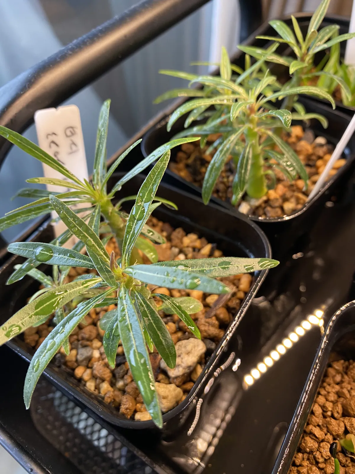 Pachypodium rosulatum var. gracilius (パキポディウム グラキリス)