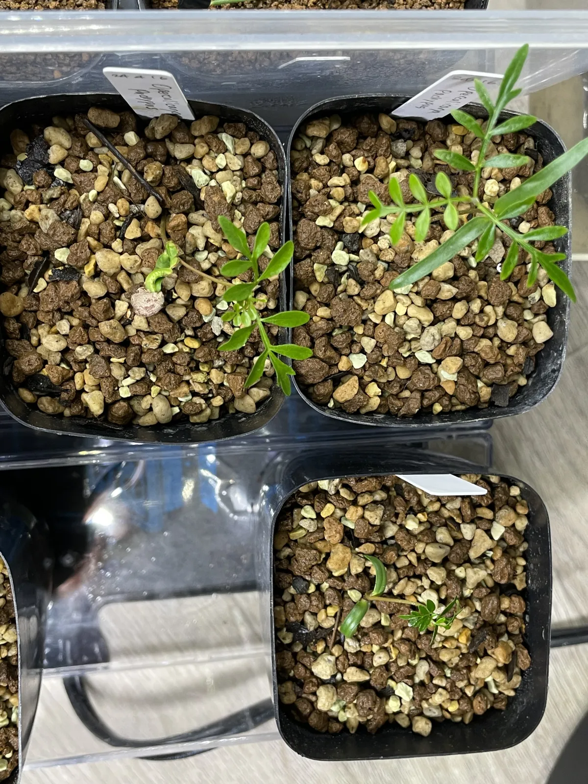 Operculicarya pachypus (オペルクリカリア パキプス)