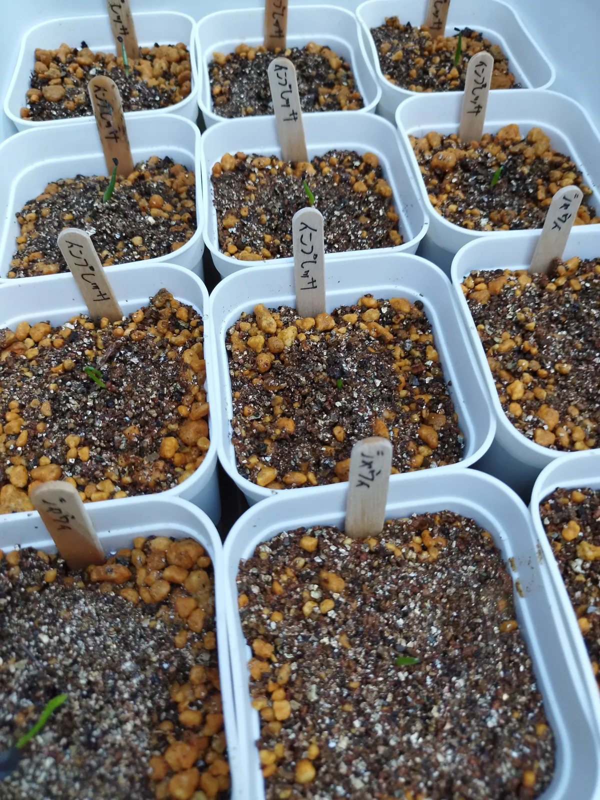 Agave impressa (アガベ インプレッサ)