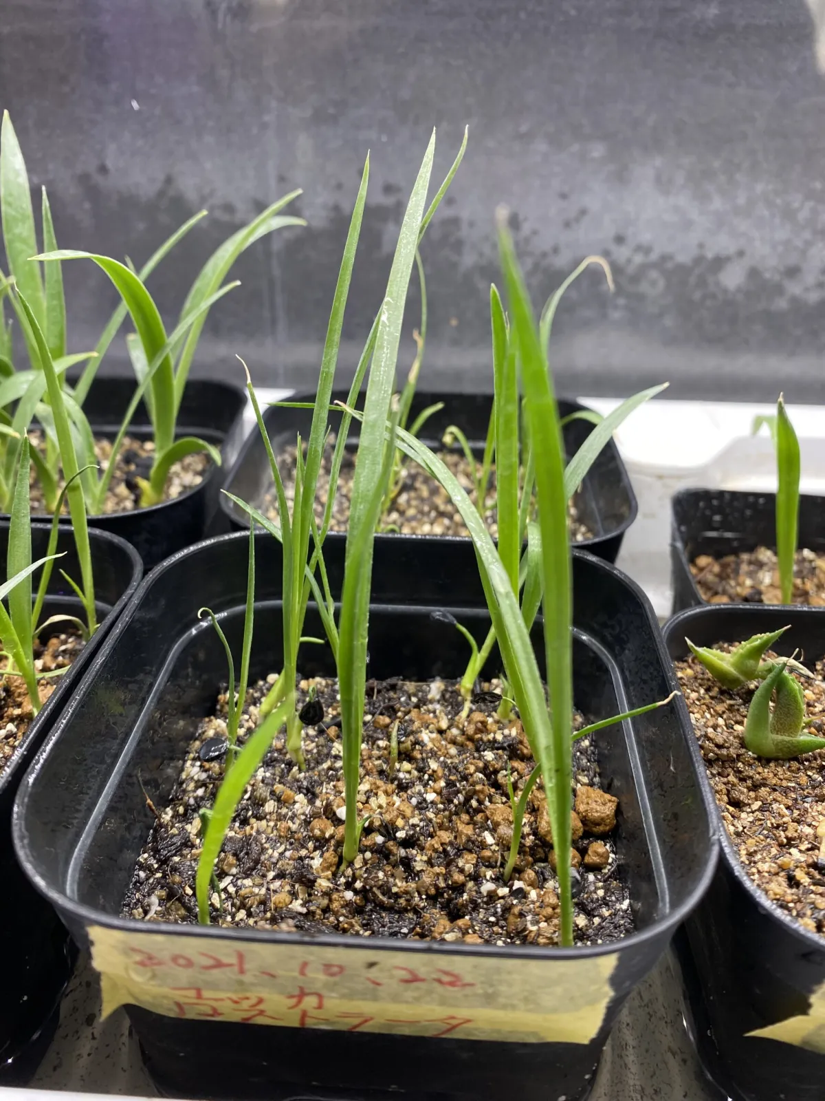 Yucca rostrata (ユッカ ロストラータ)