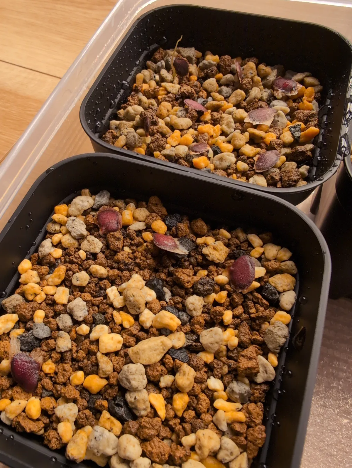 Dioscorea elephantipes (ディオスコレア エレファンティペス アフリカ亀甲竜)