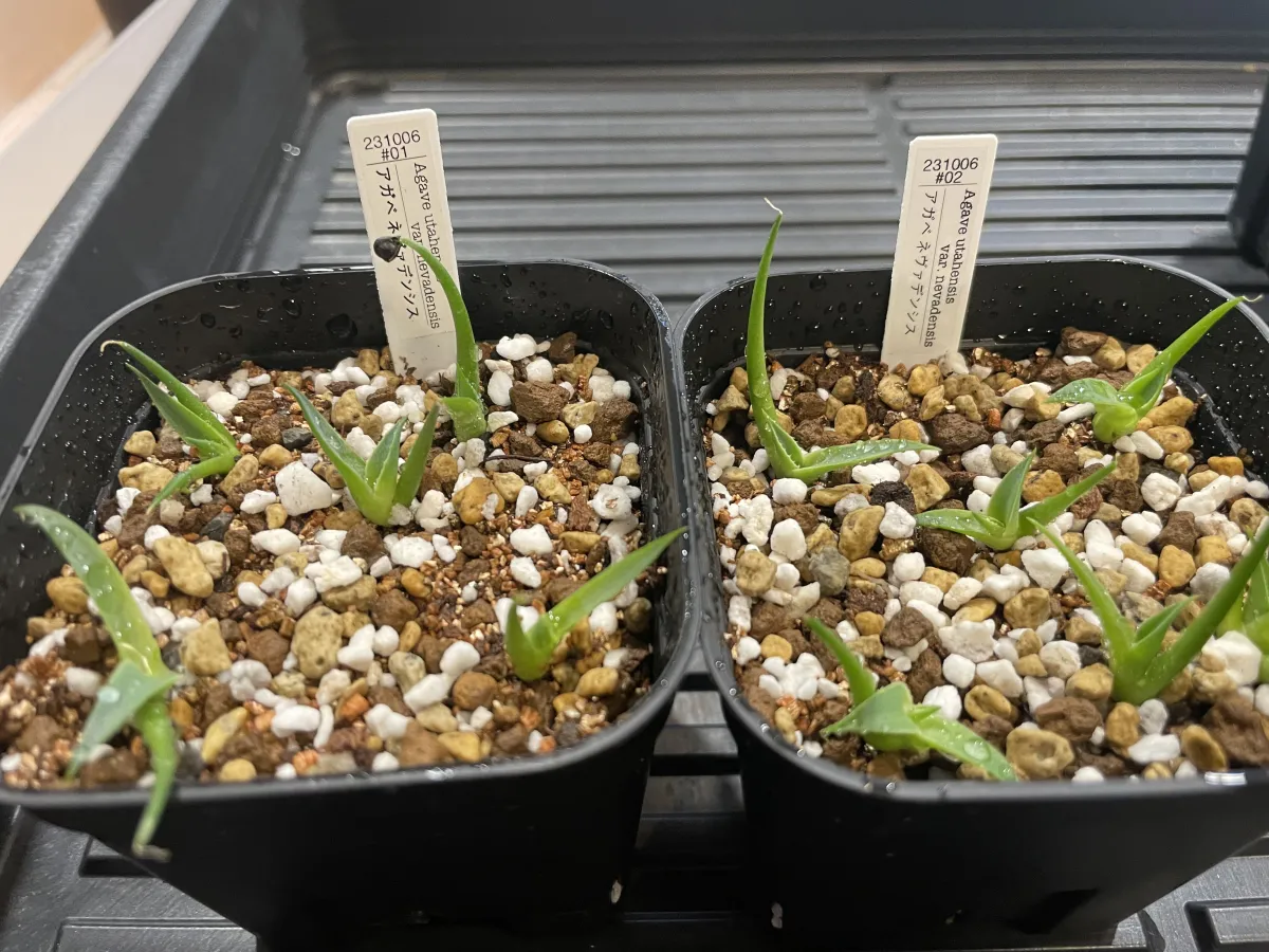 Agave utahensis var. nevadensis (アガベ ユタエンシス ネヴァデンシス)