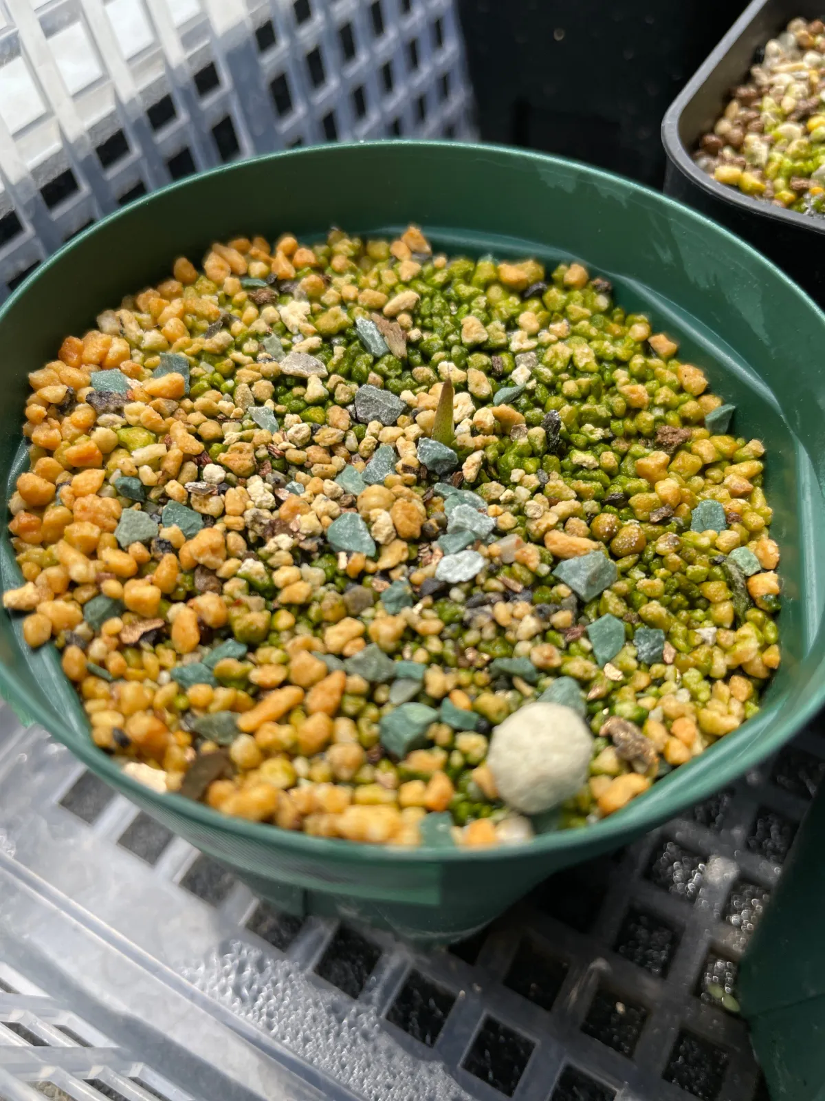 Agave oteroi (アガベ オテロイ)