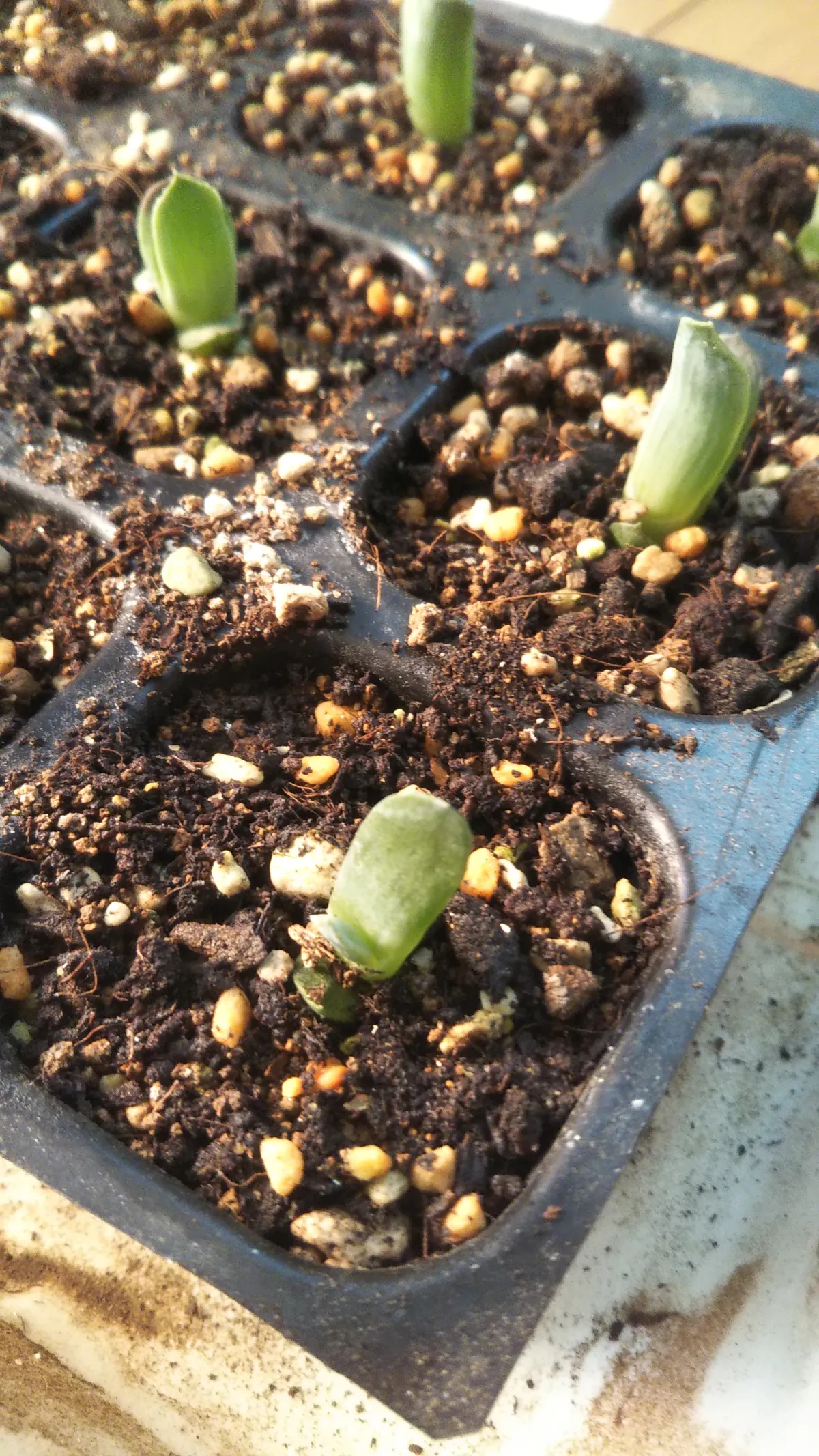 Aloe humilis (アロエ フミリス)