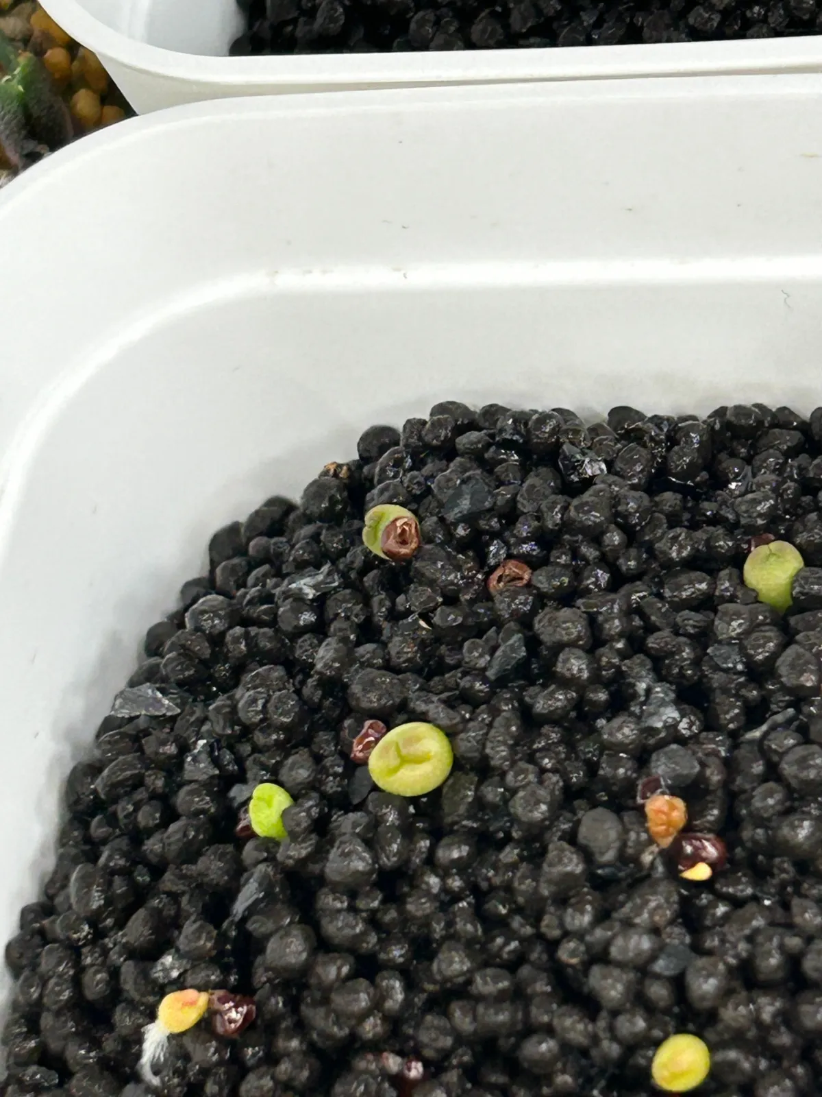 Astrophytum asterias cv. Super kabuto Super Kabuto (アストロフィツム スーパーカブト)