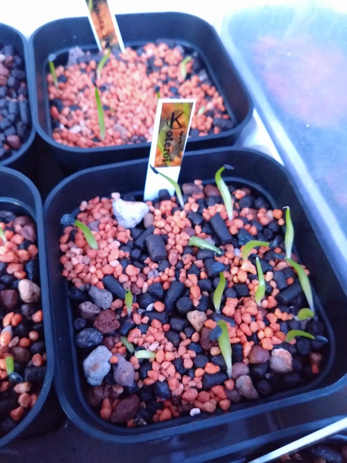 Agave oteroi (アガベ オテロイ)