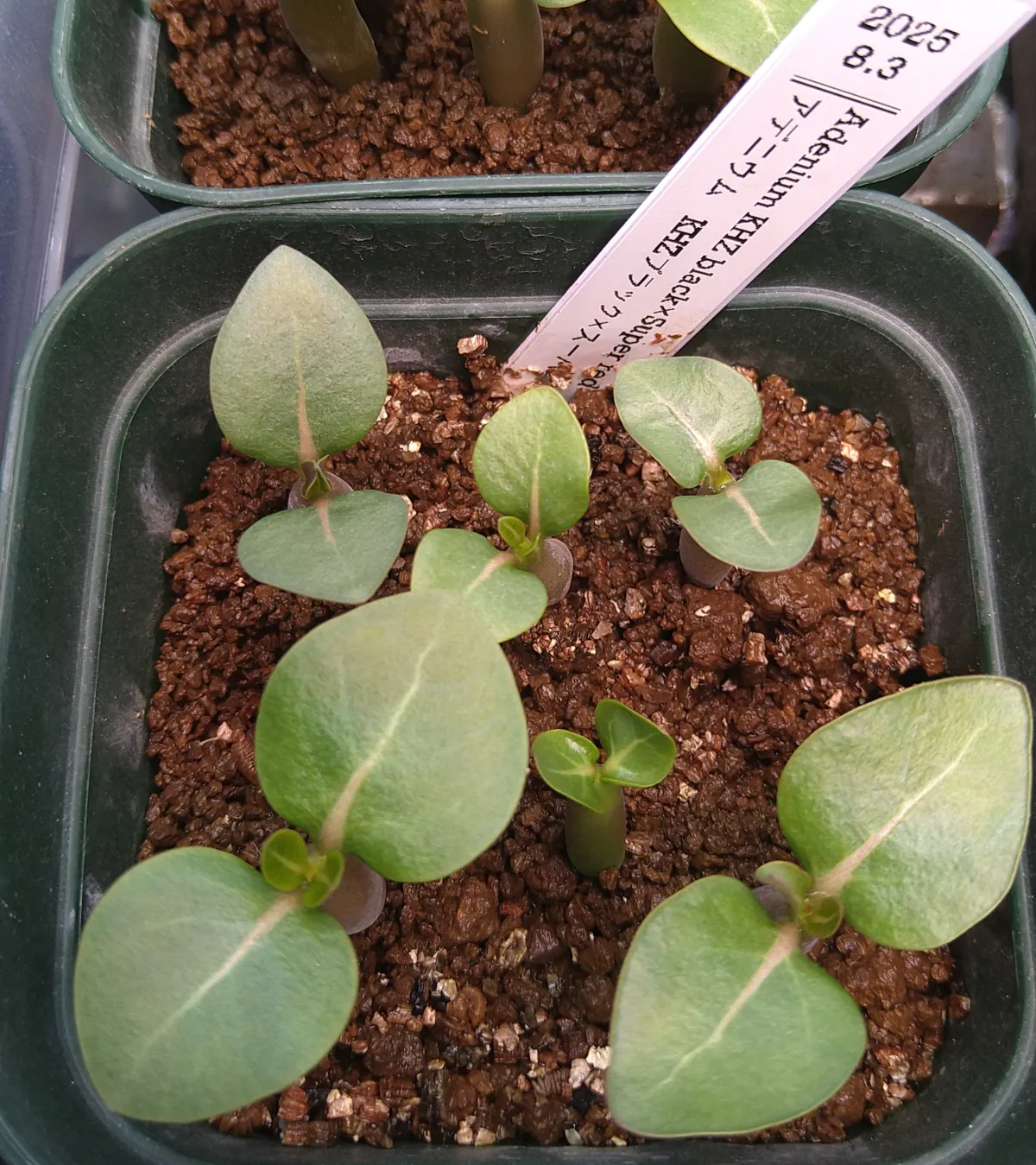 Adenium obesum Super Red (アデニウムブラック)