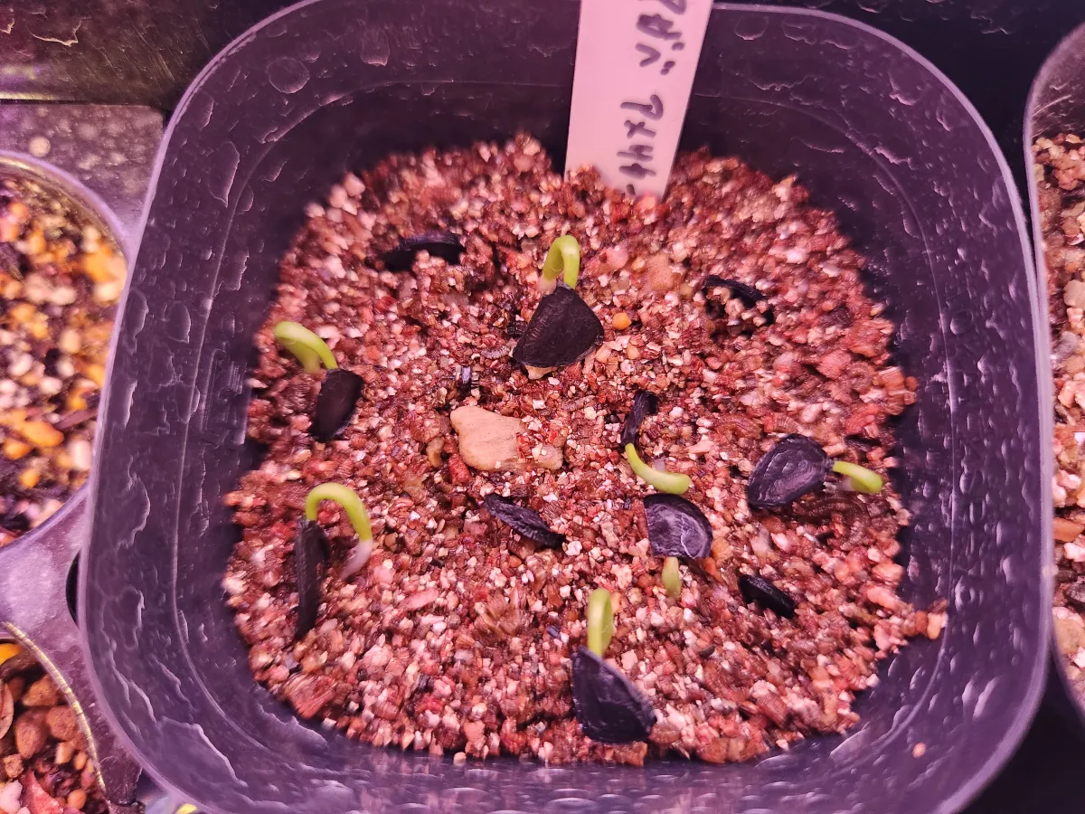 Agave americana ssp. americana (アガベ アメリカーナ)