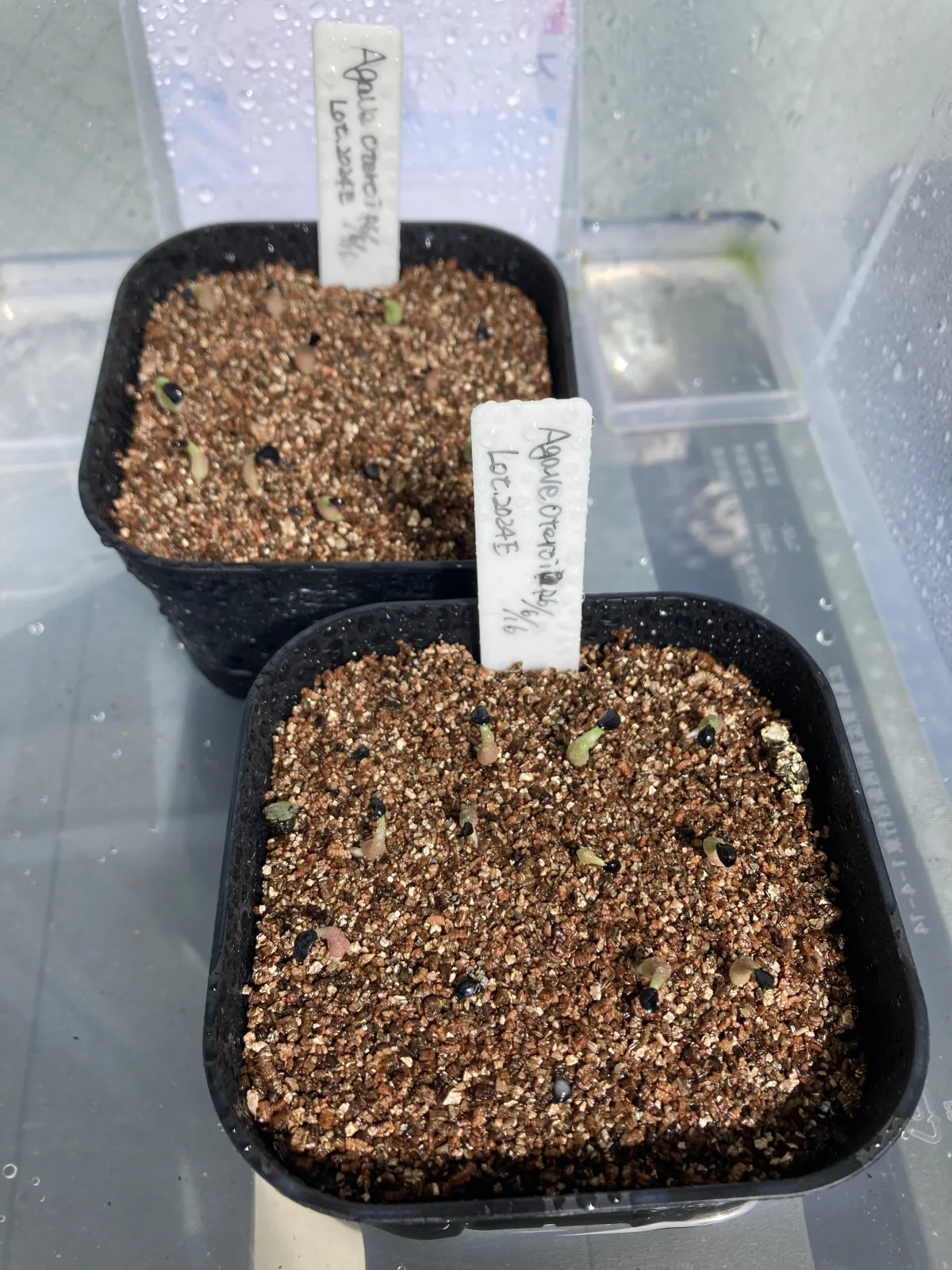 Agave oteroi (アガベ オテロイ)