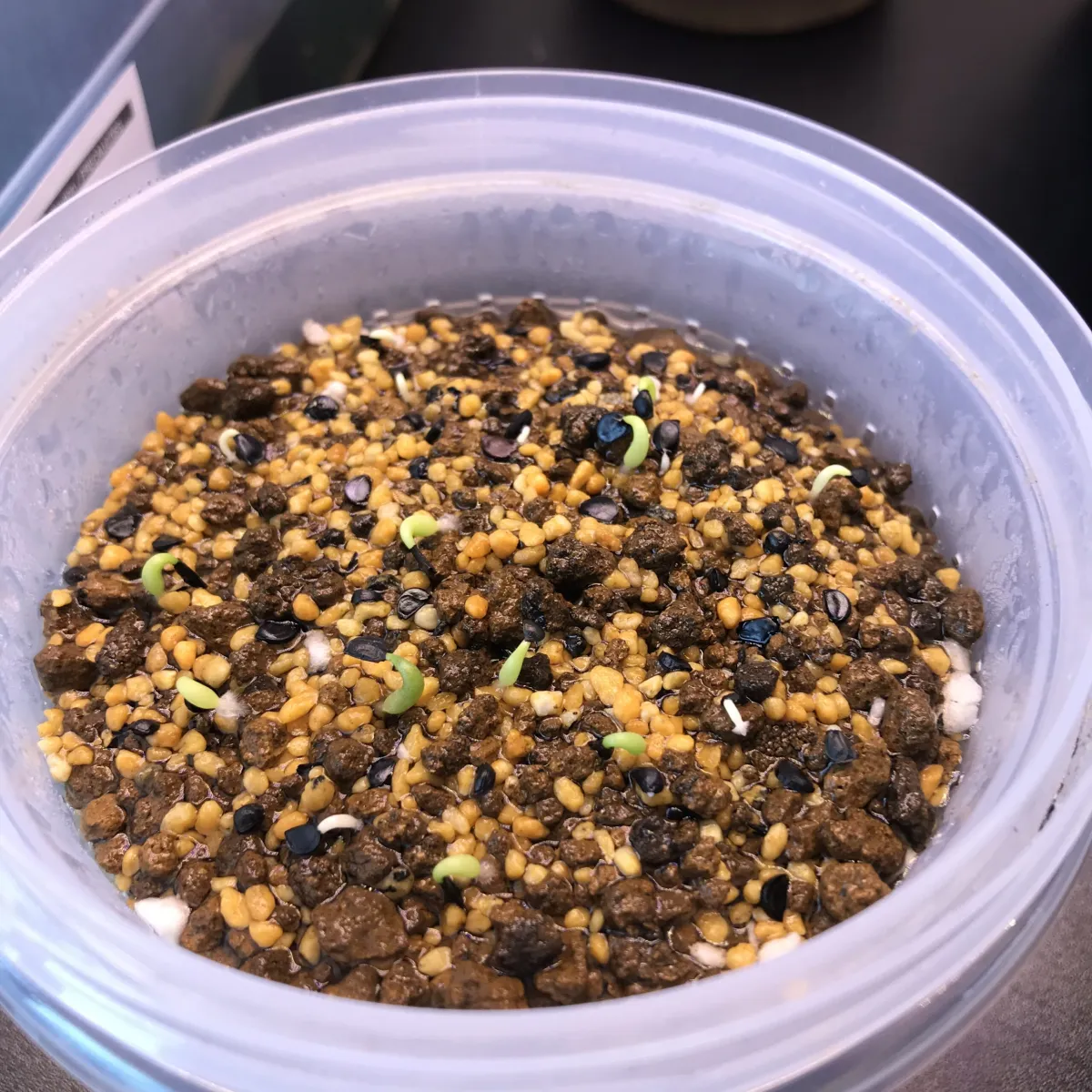 Agave oteroi (アガベ オテロイ)