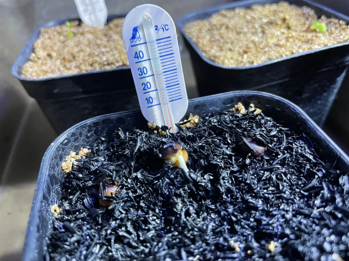 Commiphora mildbraedii Black Bark (コミフォラ ミルドブラエディ レッドブラウンバーク)