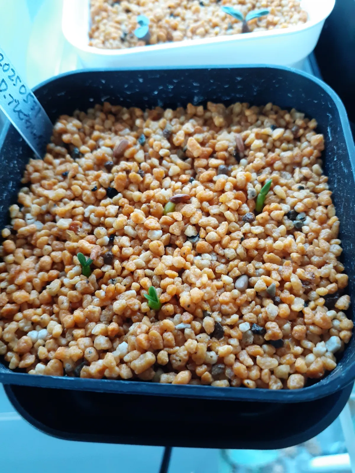 Pachypodium densiflorum var. brevicalyx (パキポディウム ブレビカリックス)