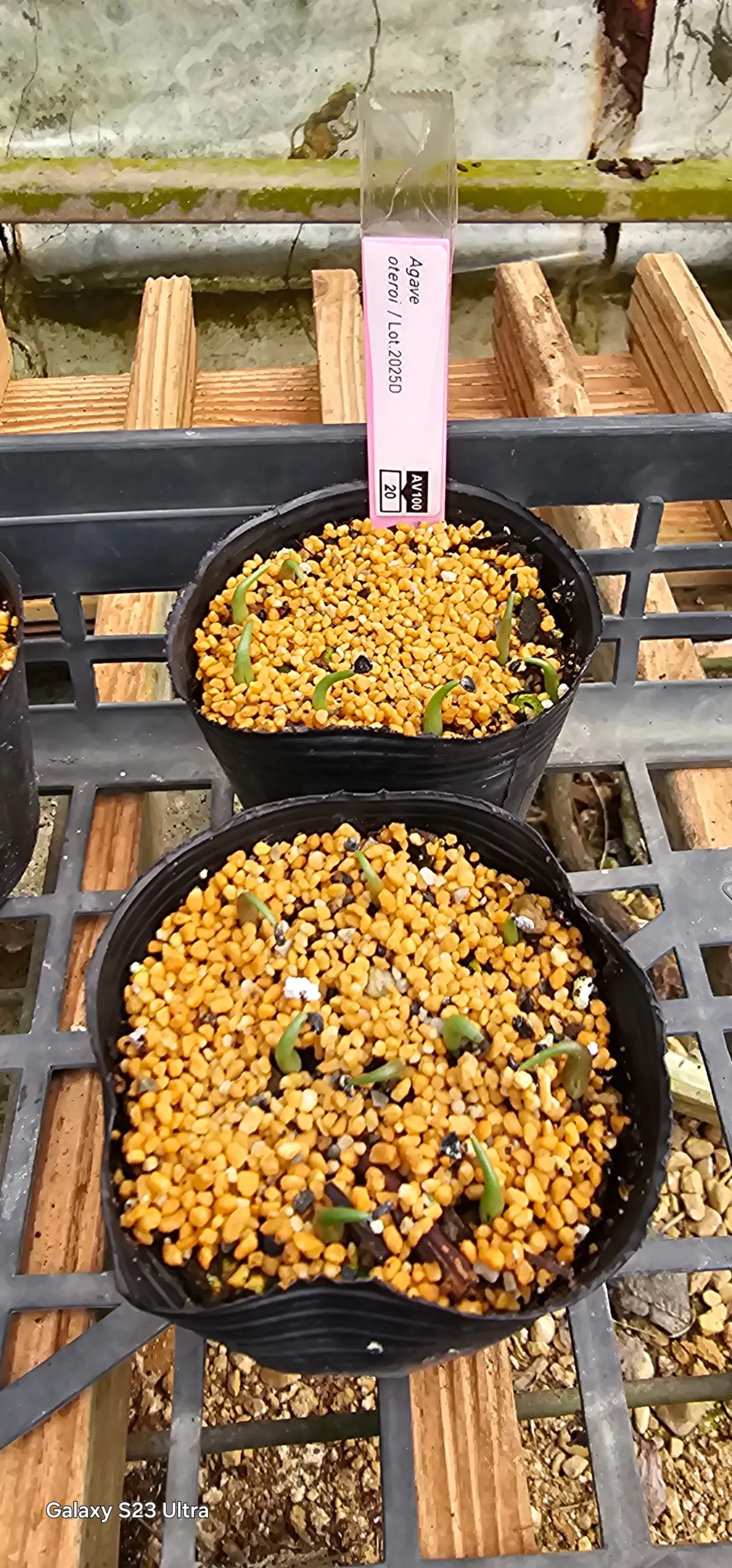 Agave oteroi (アガベ オテロイ)