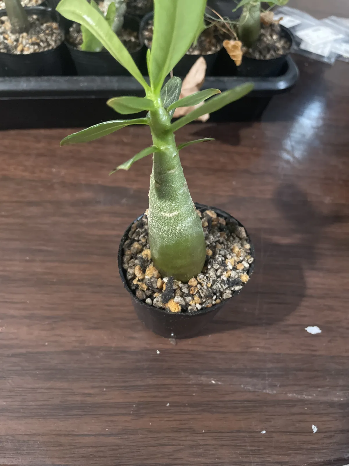 Adenium arabicum (アデニウム アラビカム)