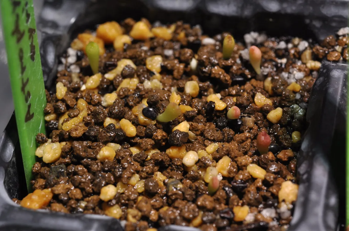 Astrophytum myriostigma (アストロフィツム ミリオスティグマ)