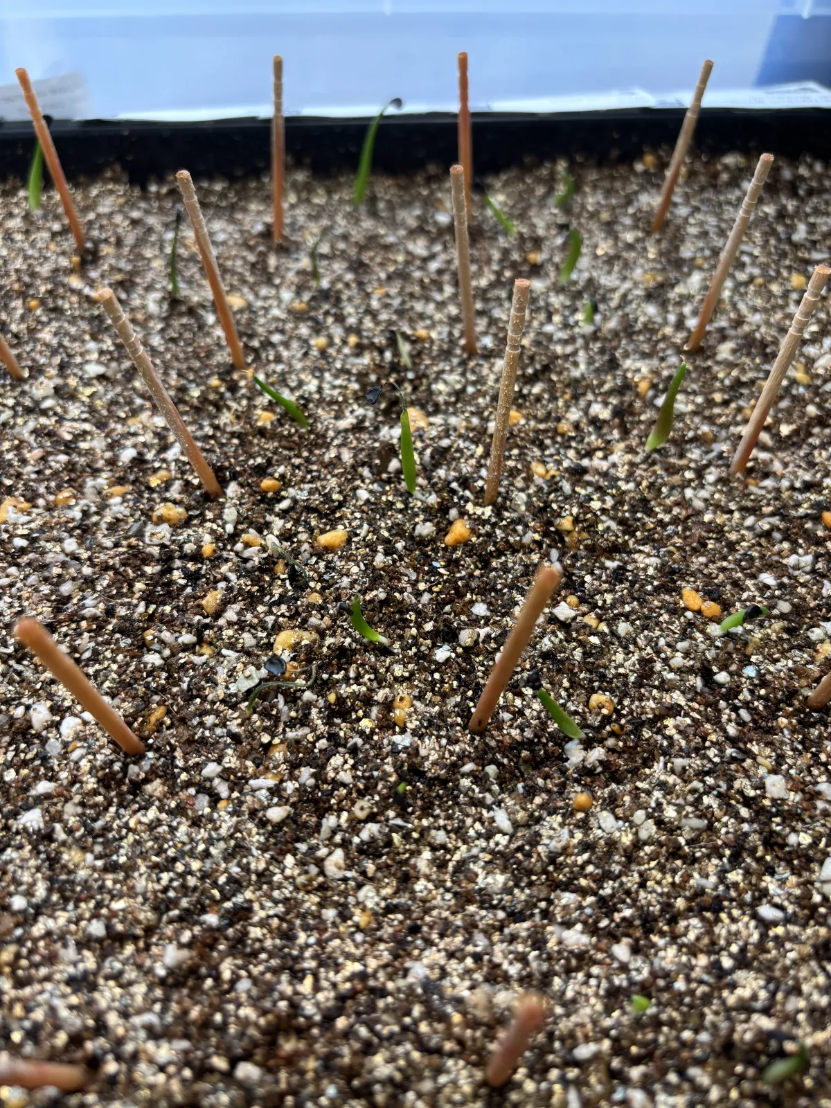 Agave utahensis var. eborispina (アガベ エボリスピナ)