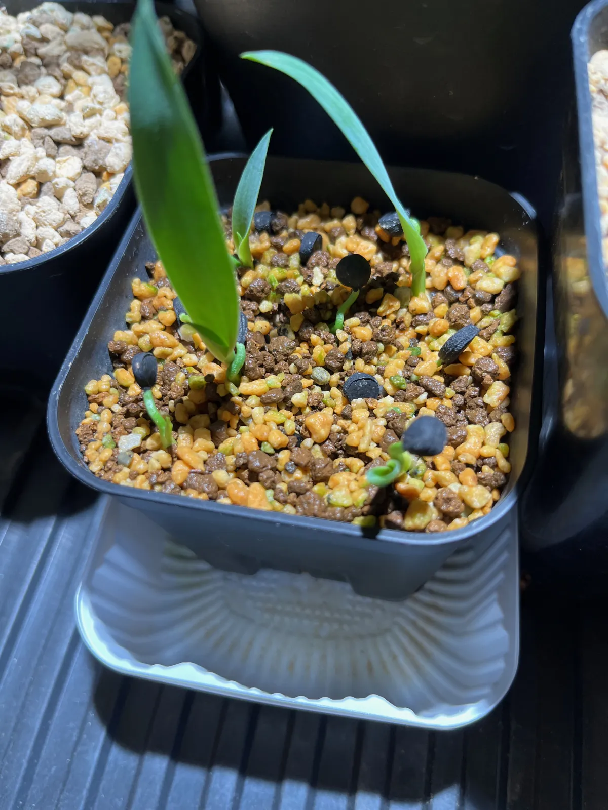 Yucca treculeana (ユッカ トレクレアーナ)