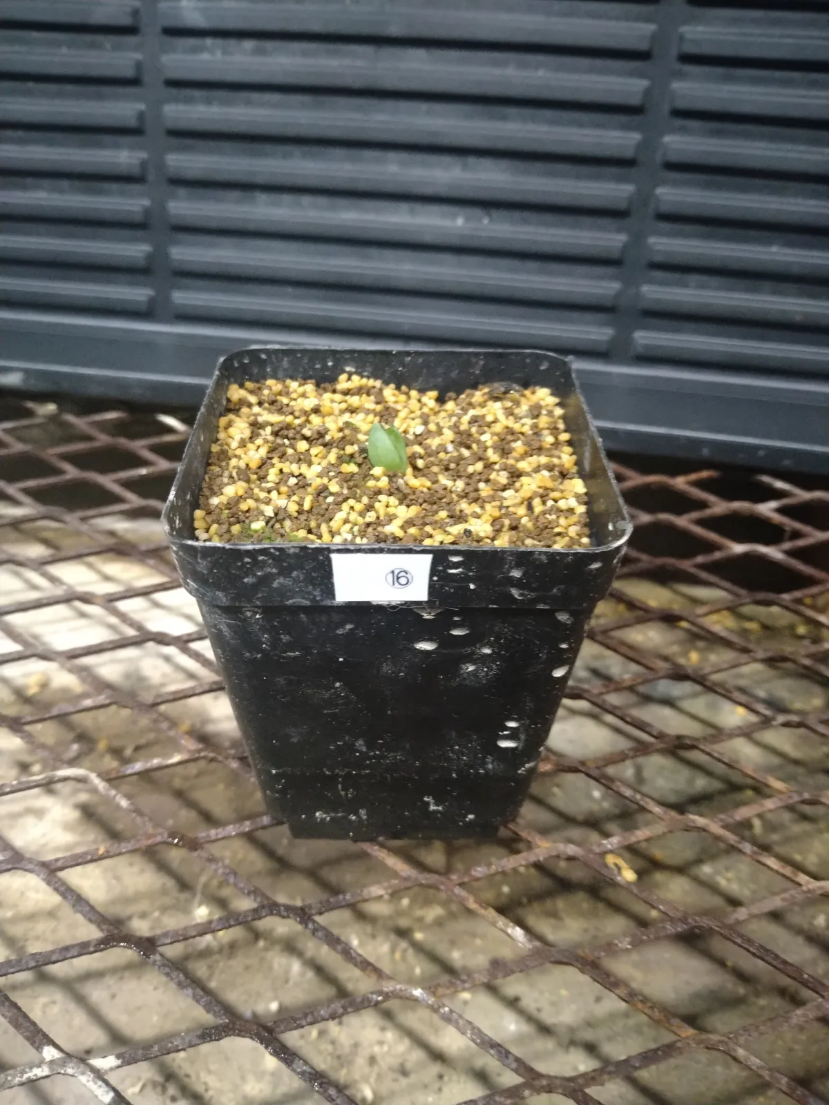 Aloe claviflora (アロエ クラビフローラ)