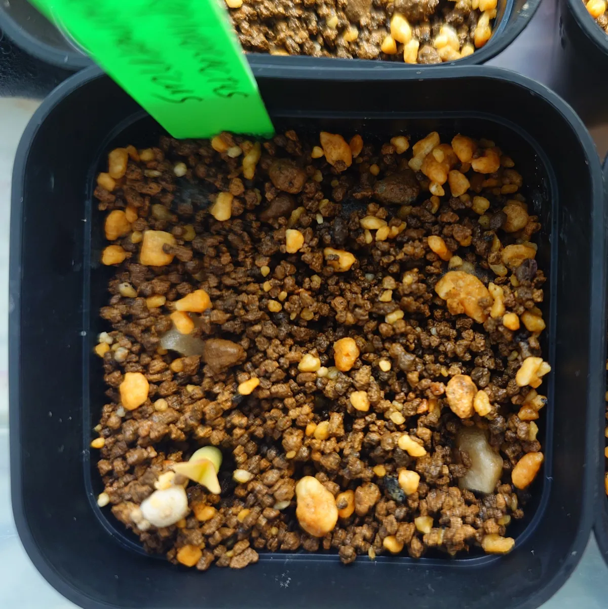 Tephrocactus geometricus (テフロカクタス ゲオメトリクス)