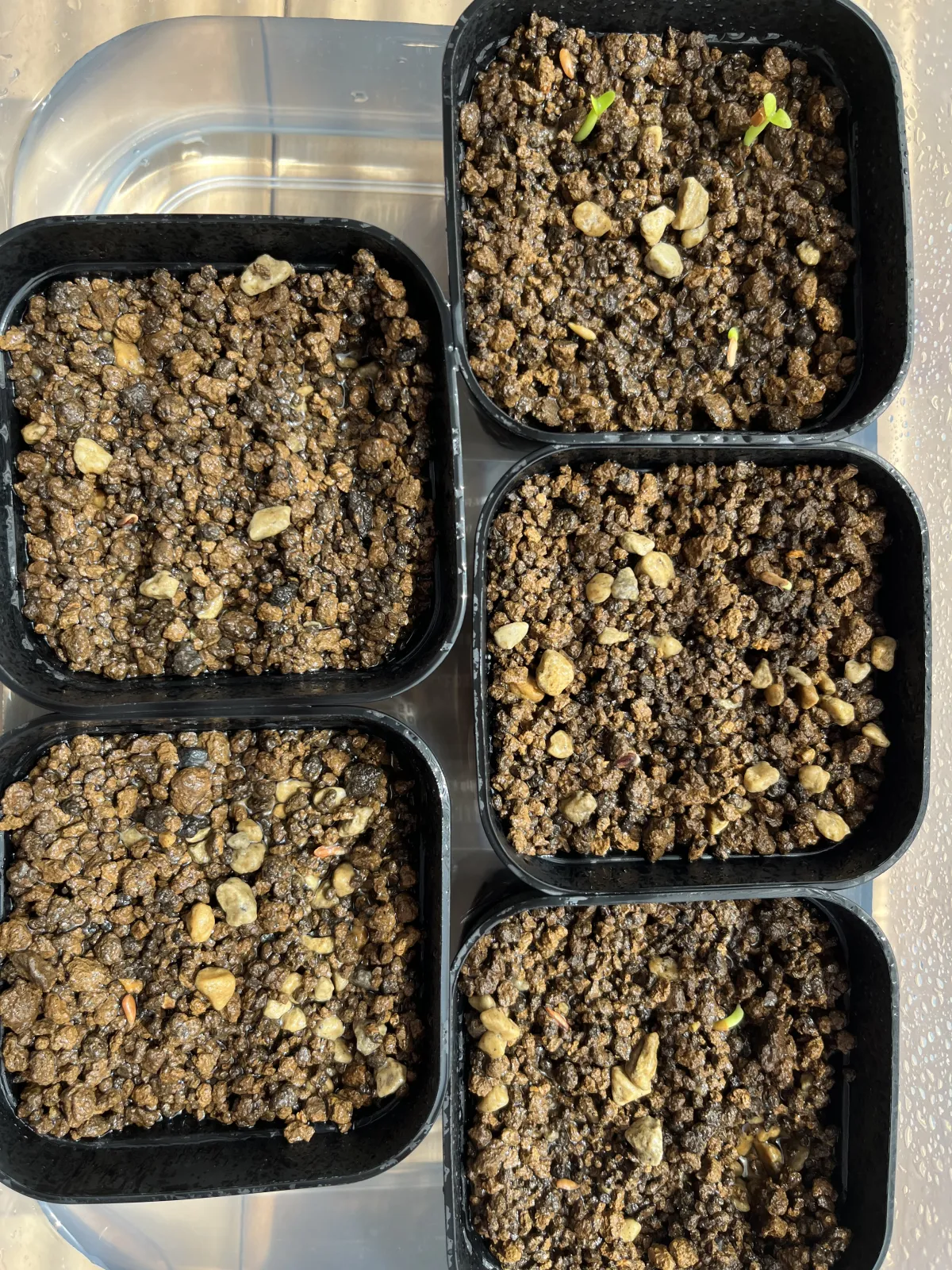 Pachypodium brevicaule subsp. leucoxanthum (パキポディウム レウコキサンツム)