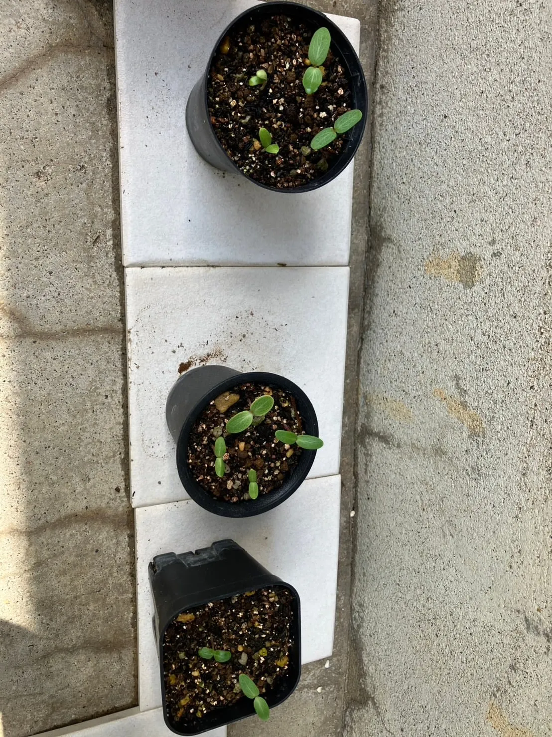 Fouquieria formosa (フォークイエリア フォルモサ)