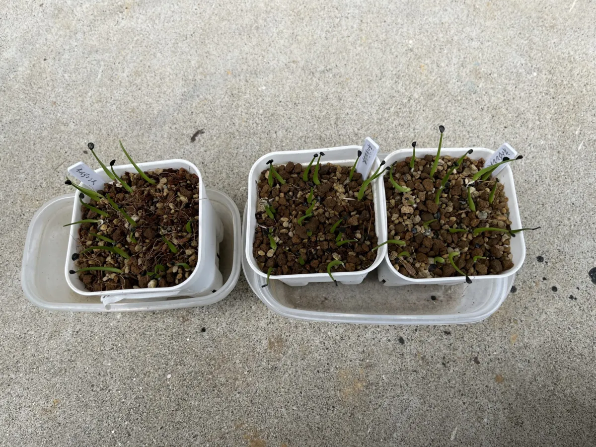 Agave utahensis var. nevadensis (アガベ ユタエンシス ネヴァデンシス)