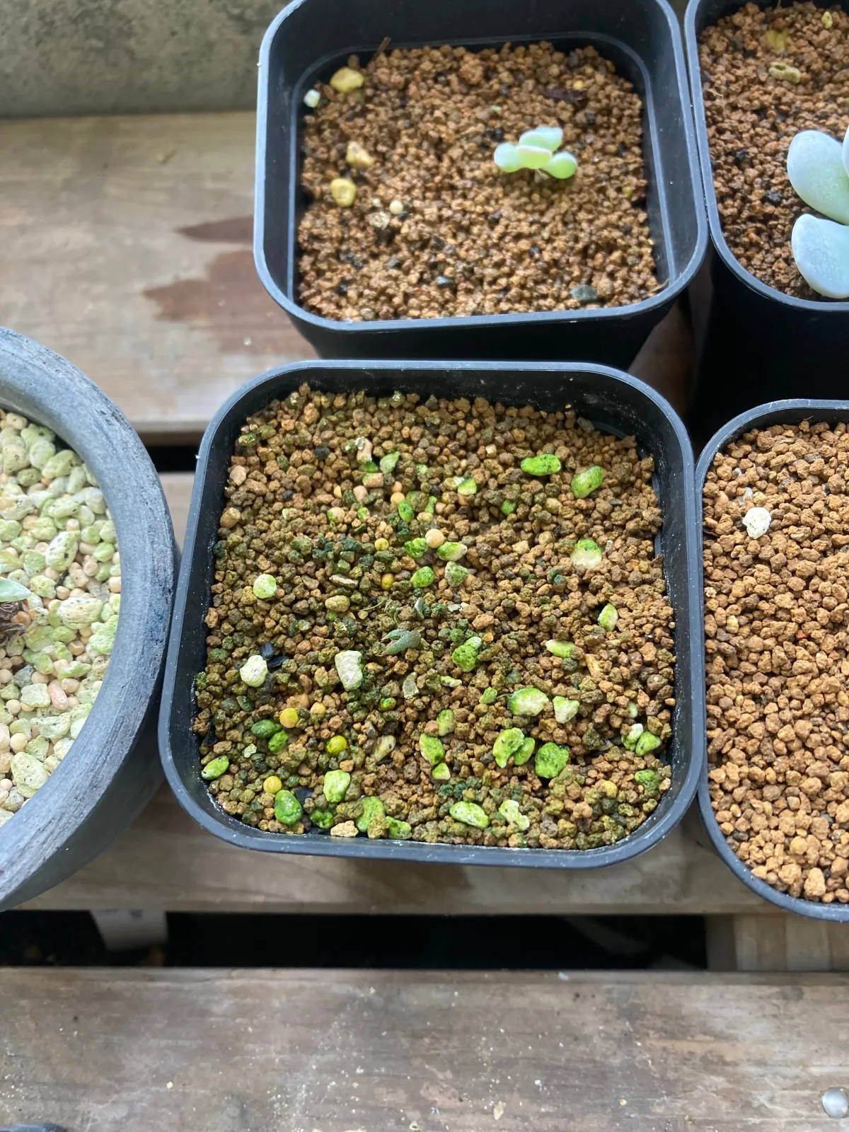 Agave oteroi (アガベ オテロイ)