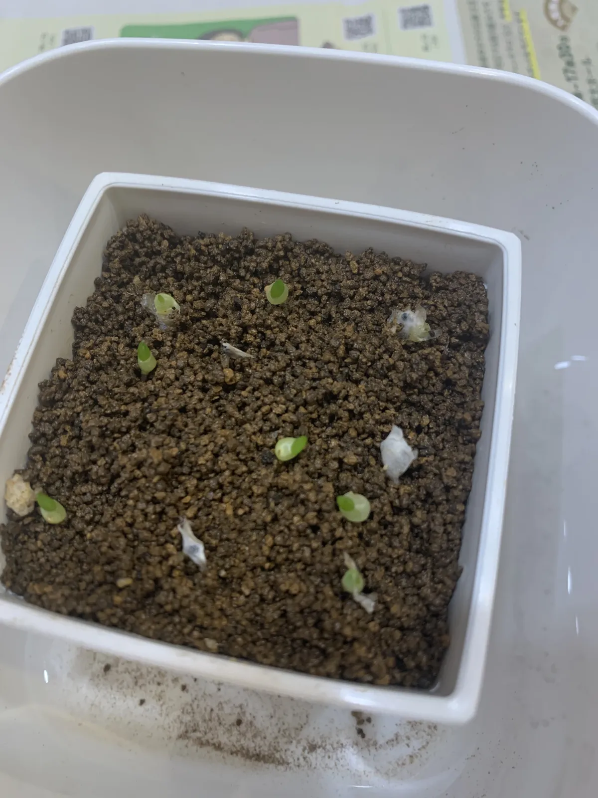 Aloe variegata Chiyoda Nishiki (アロエ 千代田錦)