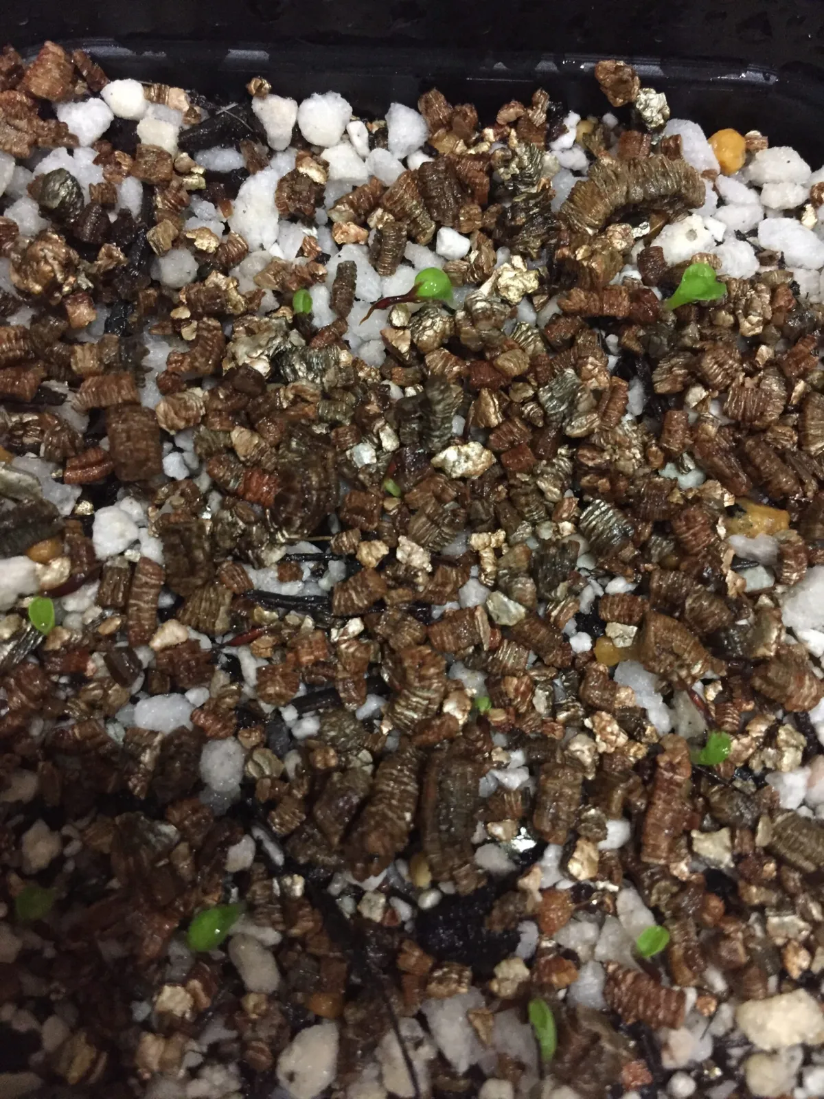 Agave applanata (アガベ アプラナータ 孫悟空)