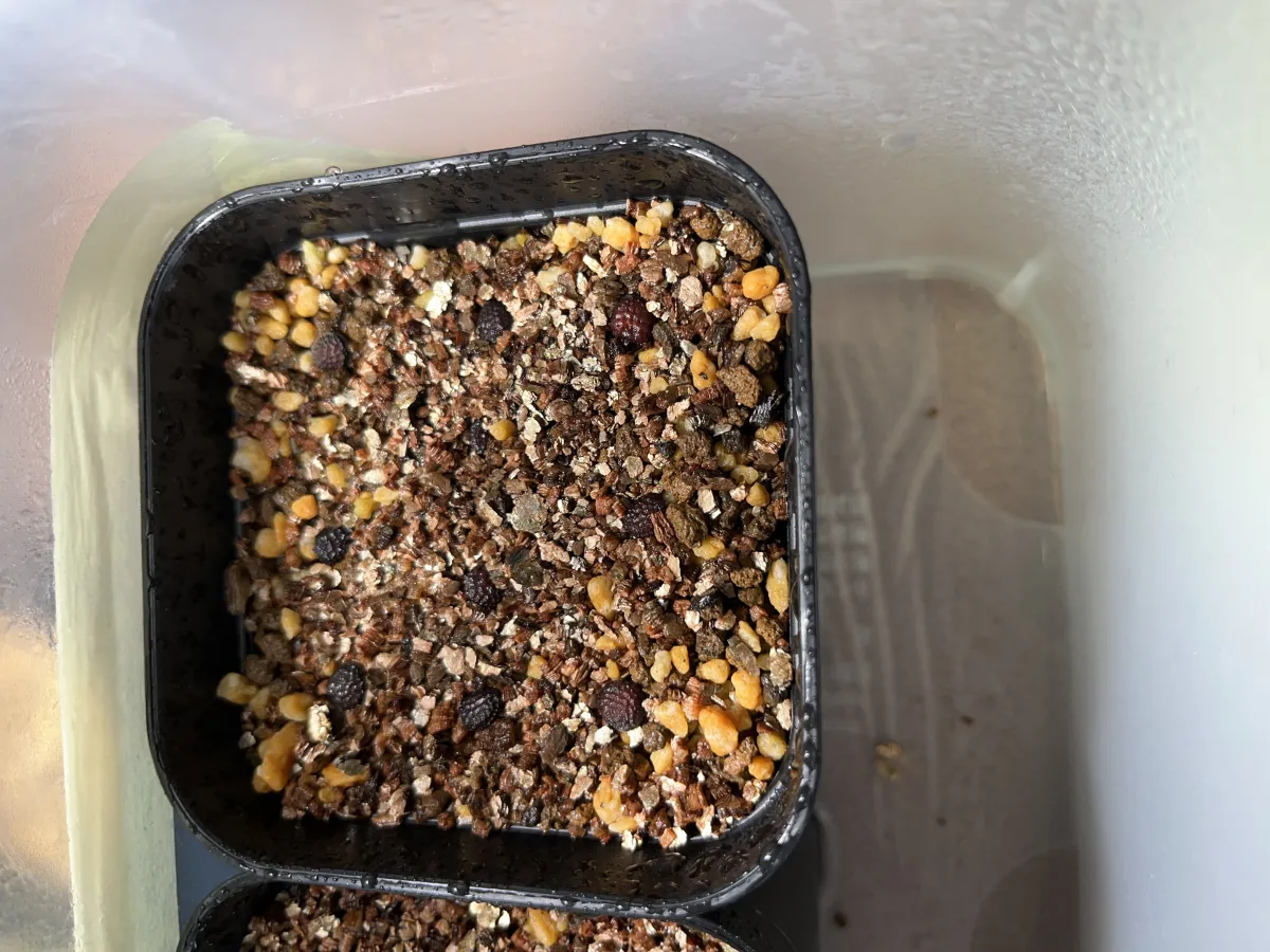 Adenia globosa (アデニア グロボーサ)