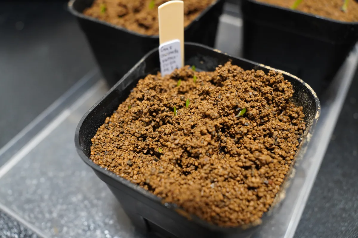 Gasteria carinata var. verrucosa (ガステリア ウェルコーサ)