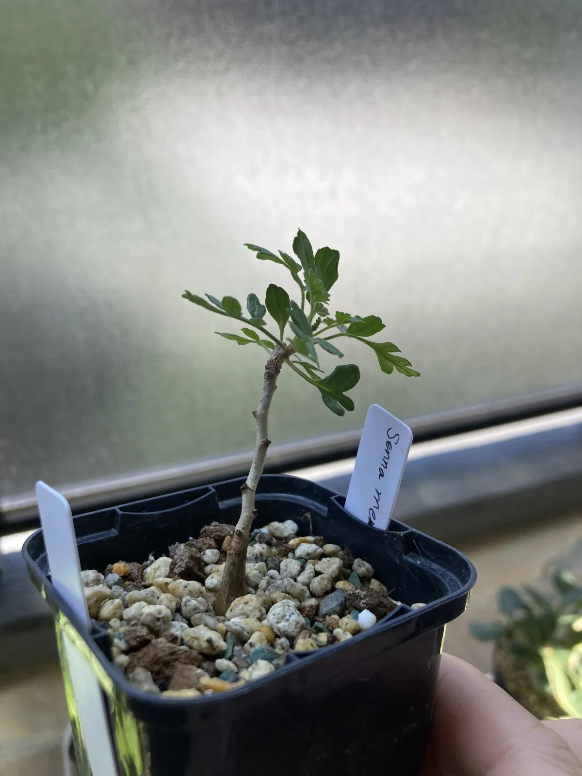 Senna meridionalis (センナ メリディオナリス)