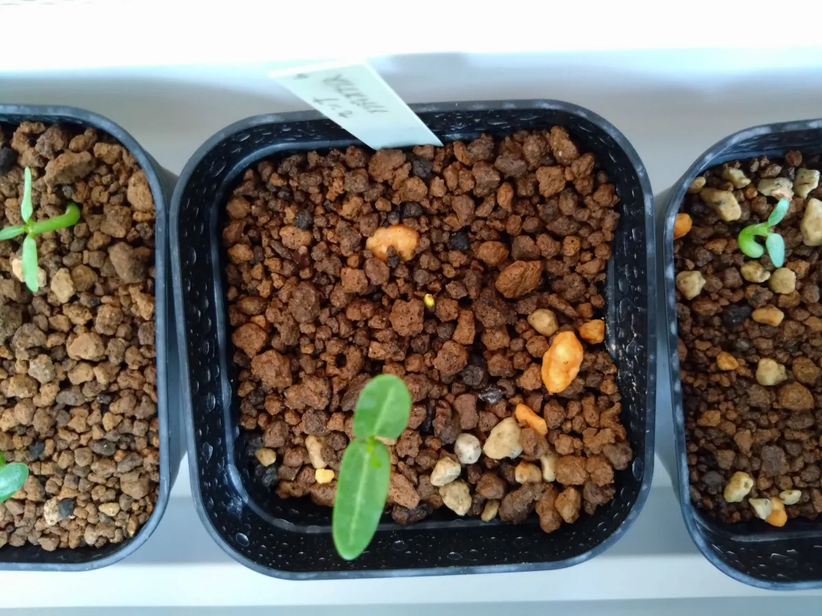 Senna meridionalis (センナ メリディオナリス)