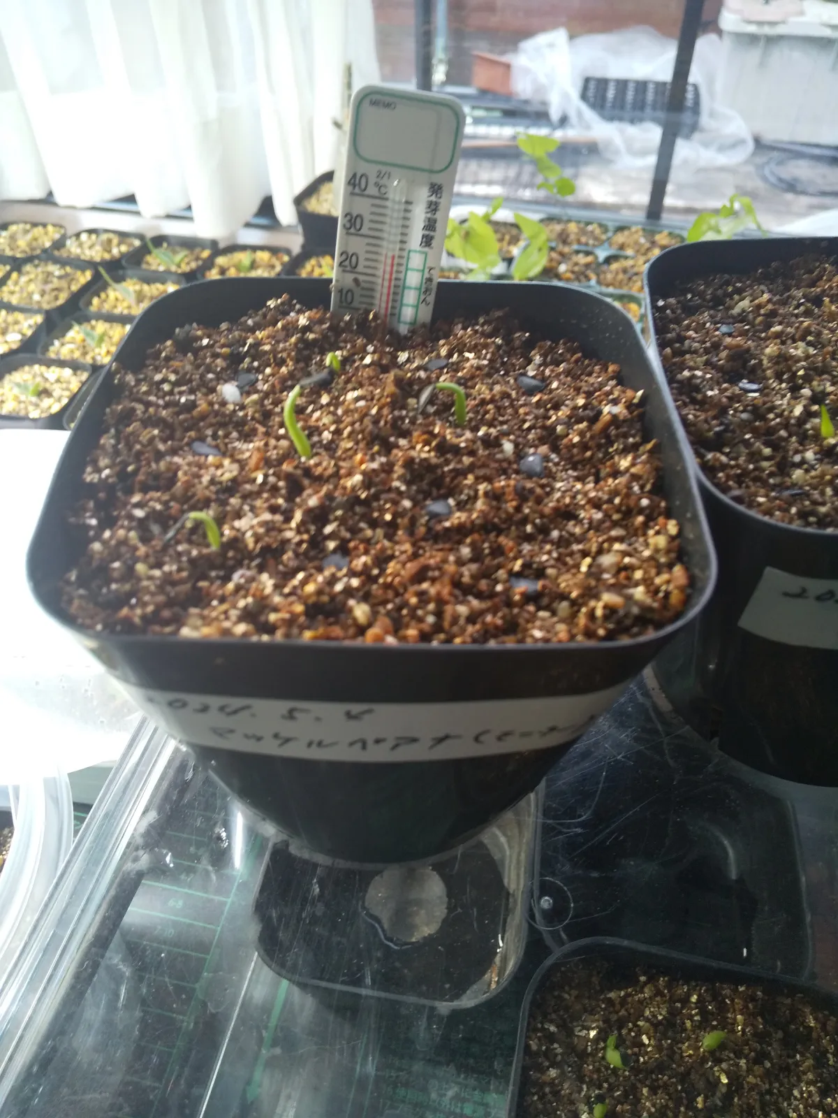 Agave mckelveyana (アガベ マッケルベヤナ)