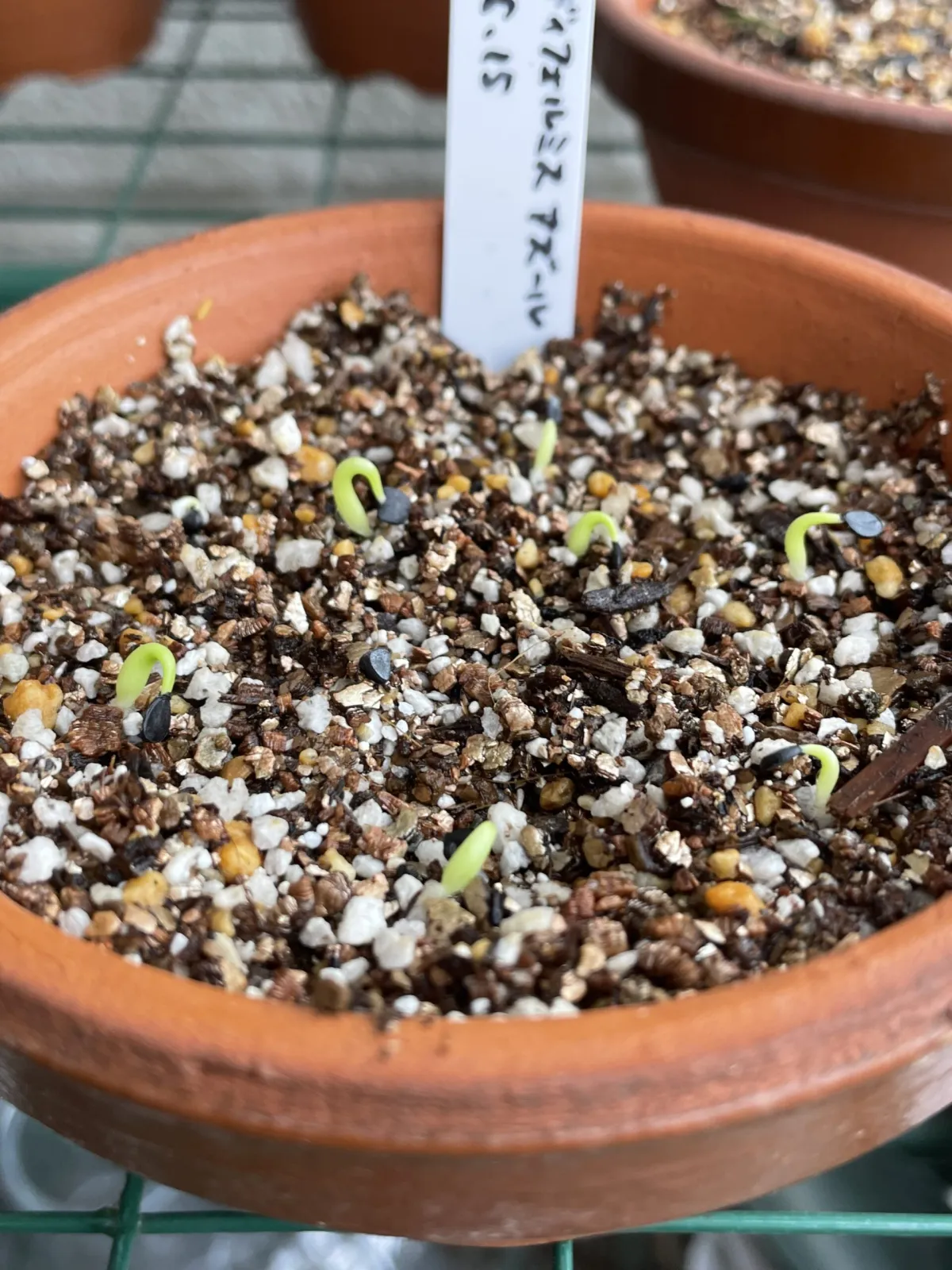 Agave difformis 'Azul' (アガベ ディフォルミス アズール)