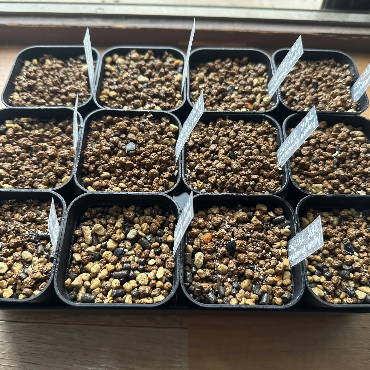 Agave americana var. franzosinii (アガベ フランゾシニー)