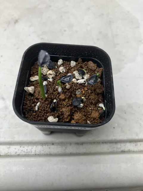 Agave montana (アガベ モンタナ)